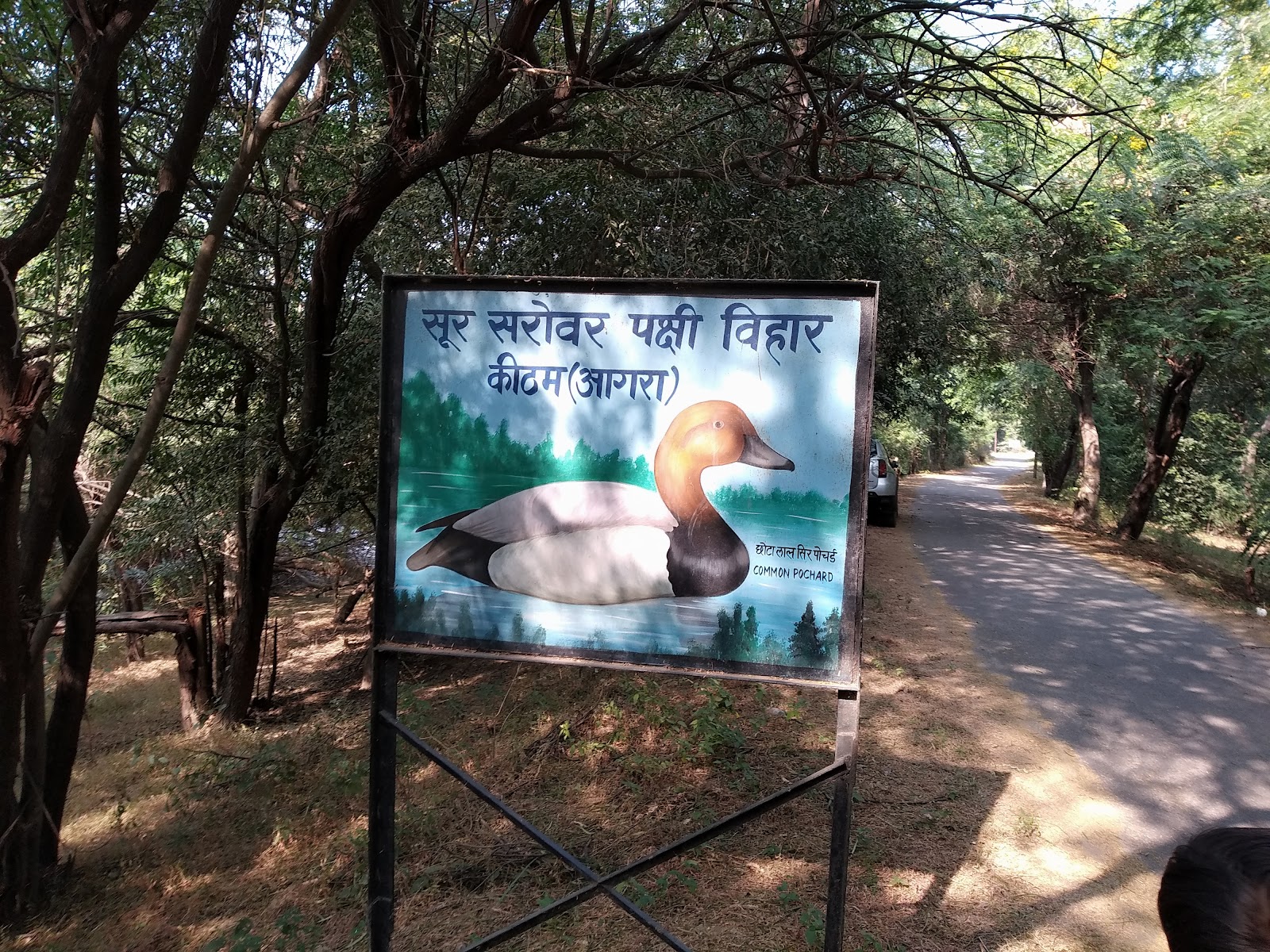 Field Edge Bird Spot