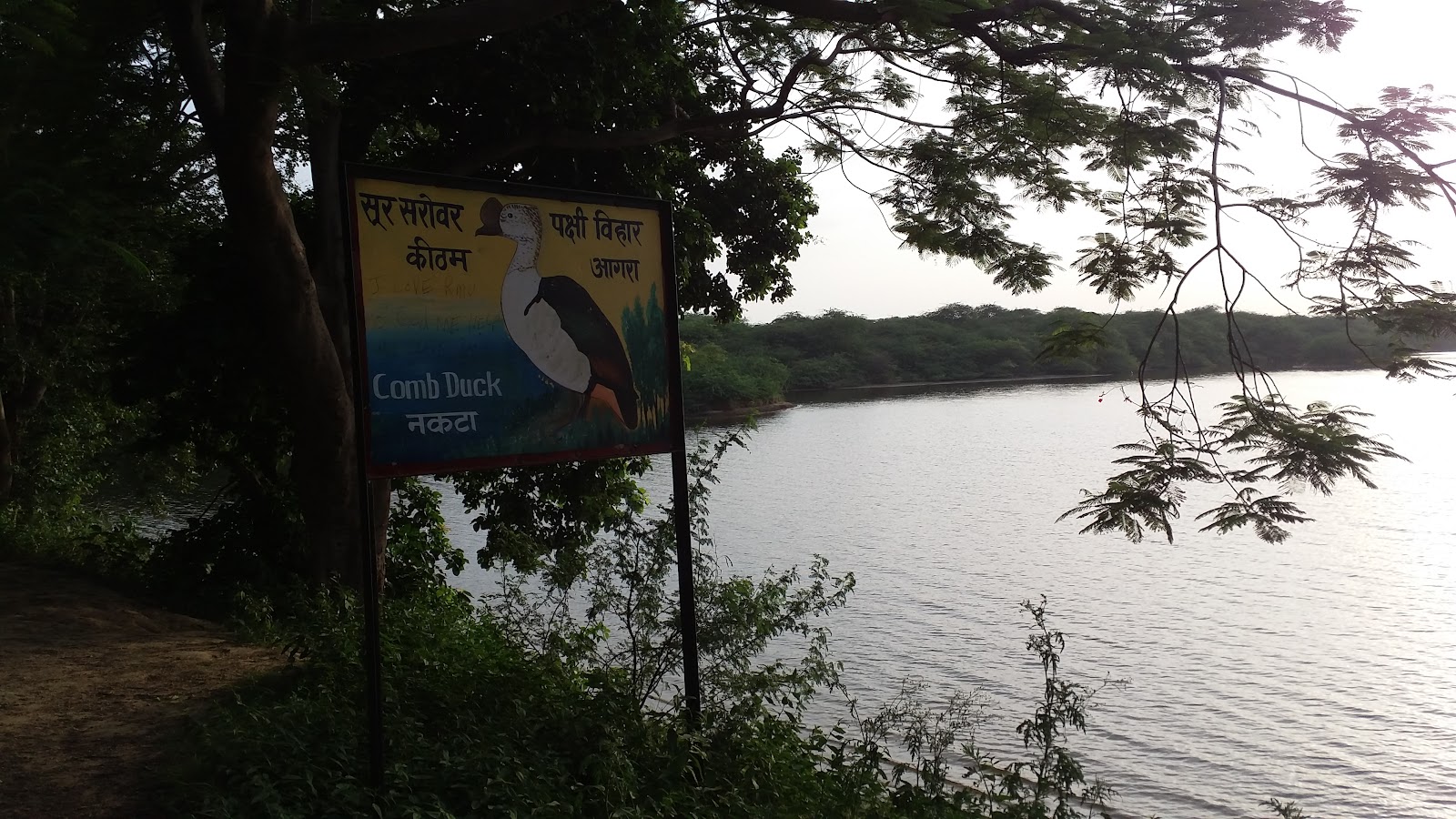 Field Edge Bird Spot