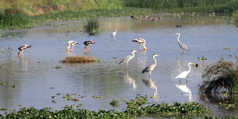 Field Edge Bird Spot