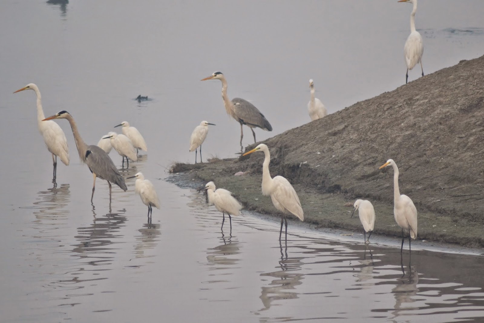 Field Edge Bird Spot