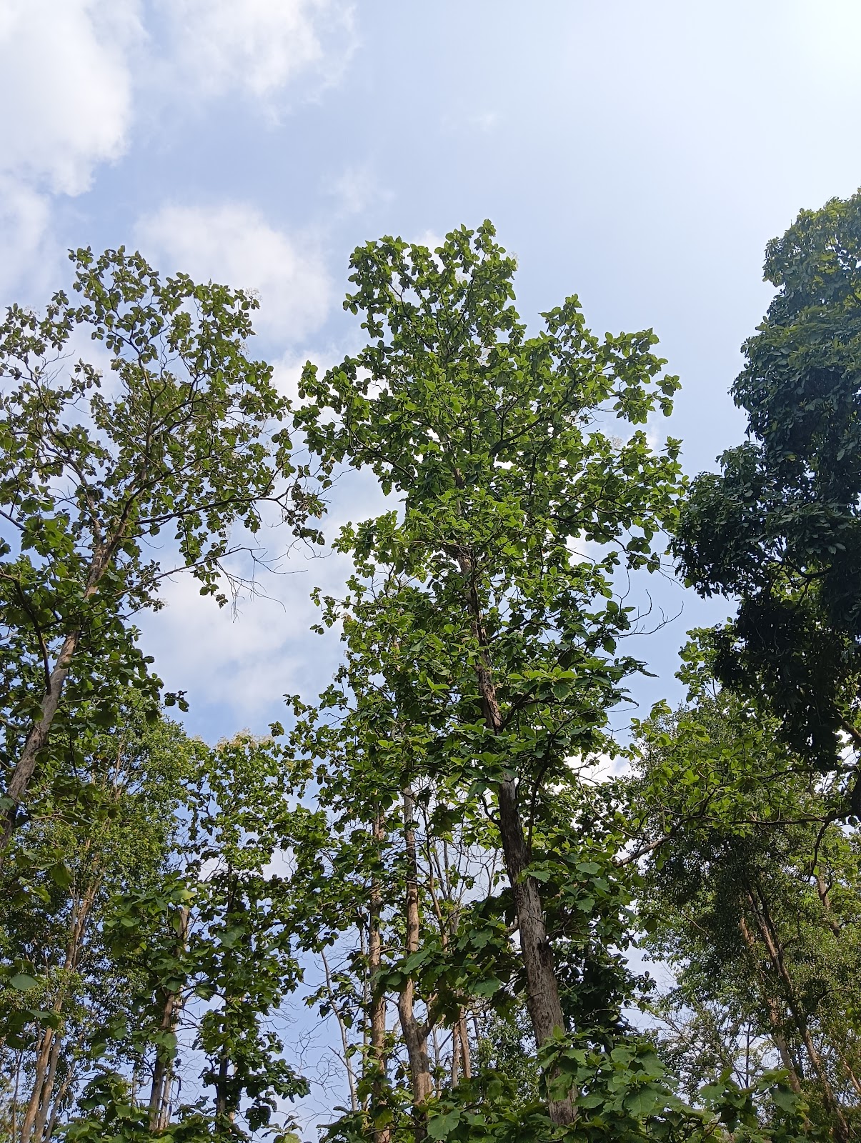 Waterfalls of Lilahi