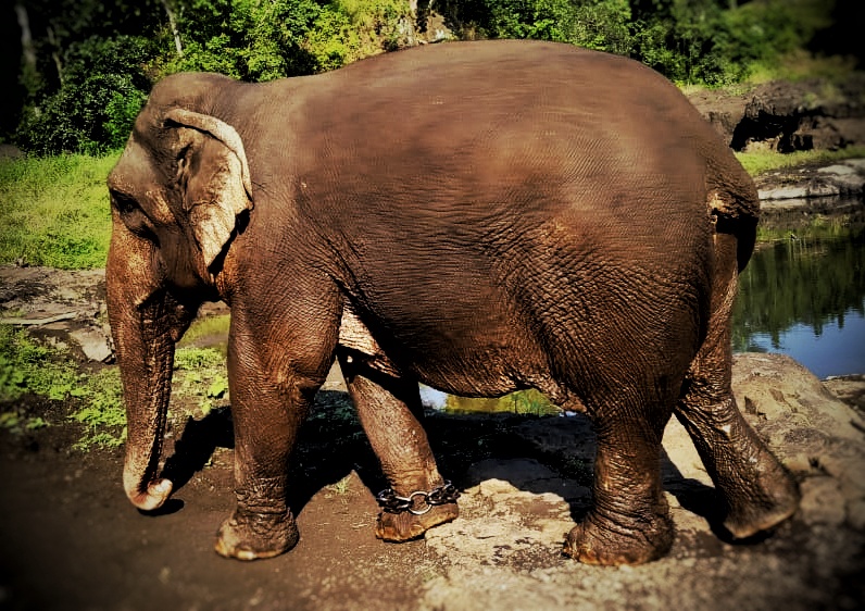 Melghat Tiger Reserve