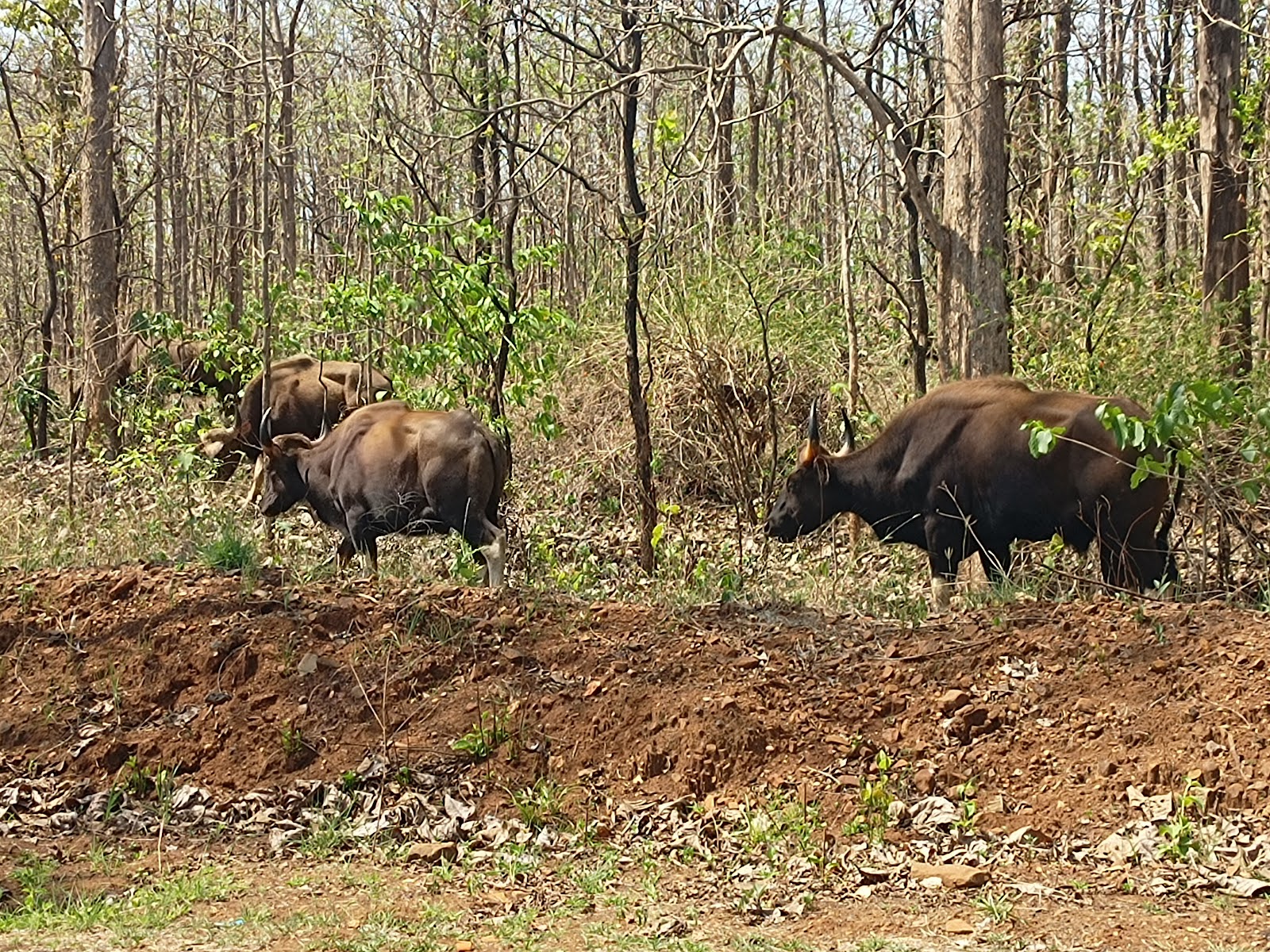 Melghat Tiger Reserve