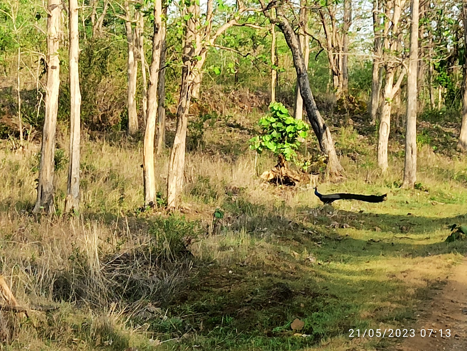 Melghat Tiger Reserve