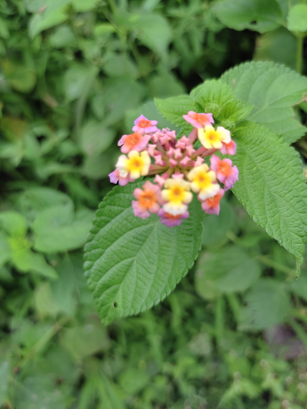 Seasonal Village Festivals