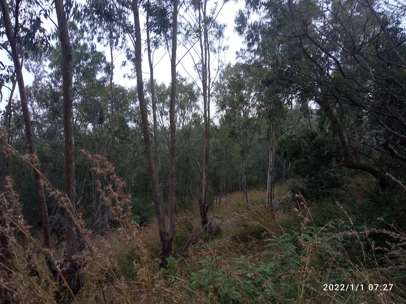 Nandi Hills Trekking Trails