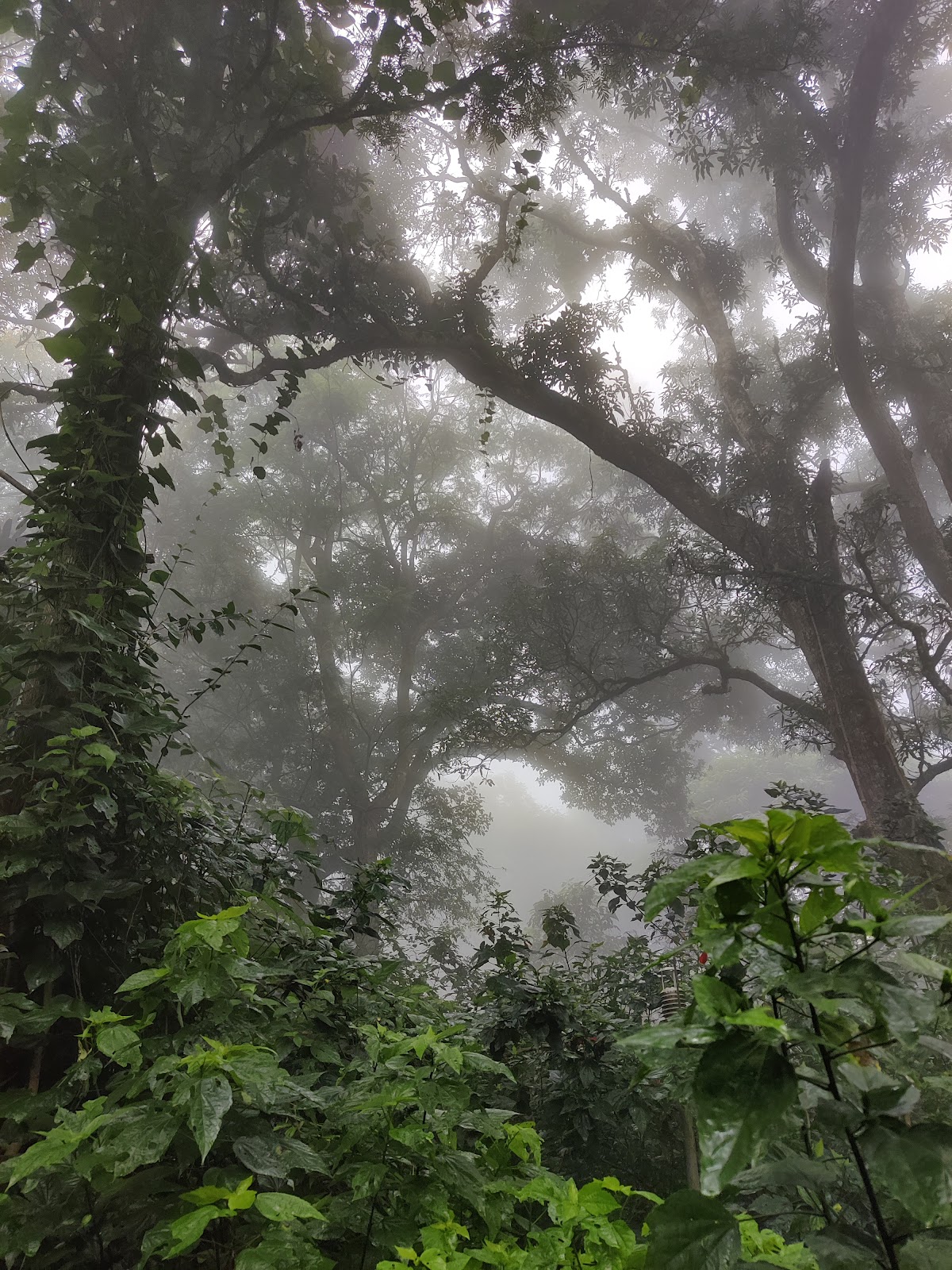 Nandi Hills Trekking Trails