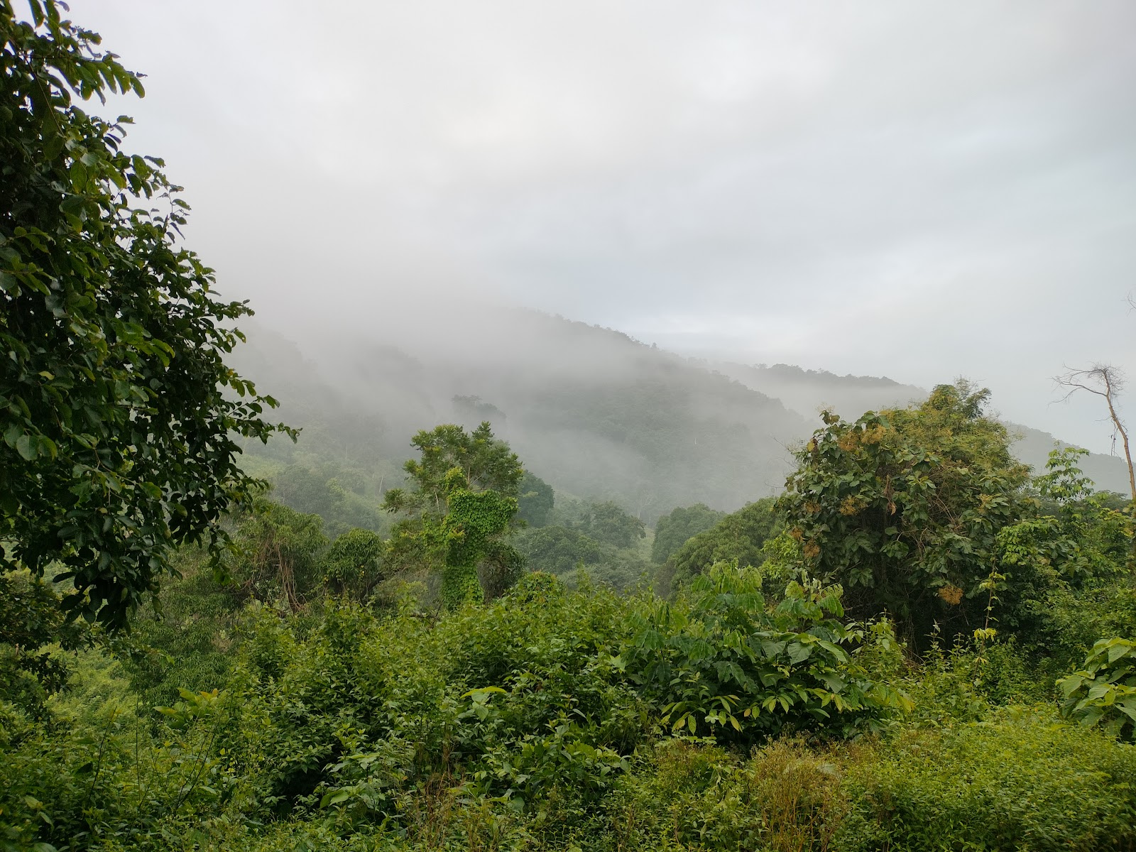 Coffee Plantations of Chintapalli