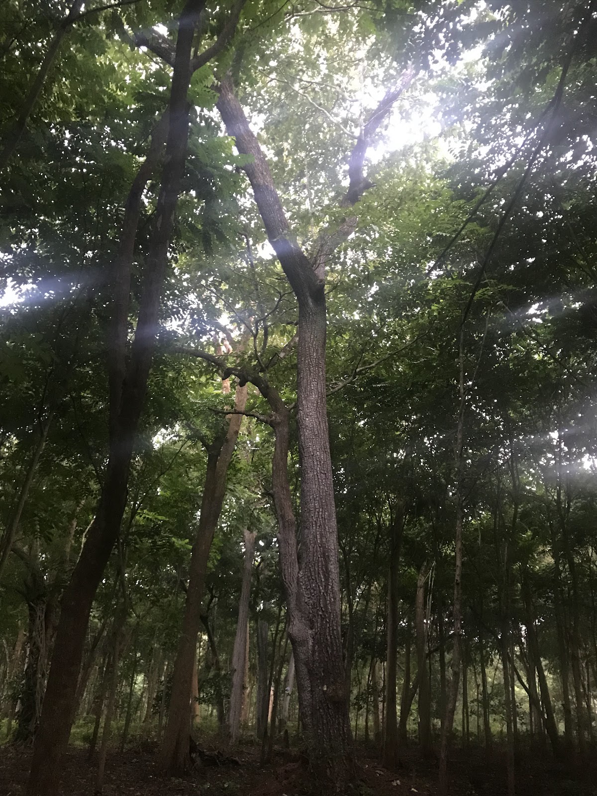 Coffee Plantations of Chintapalli