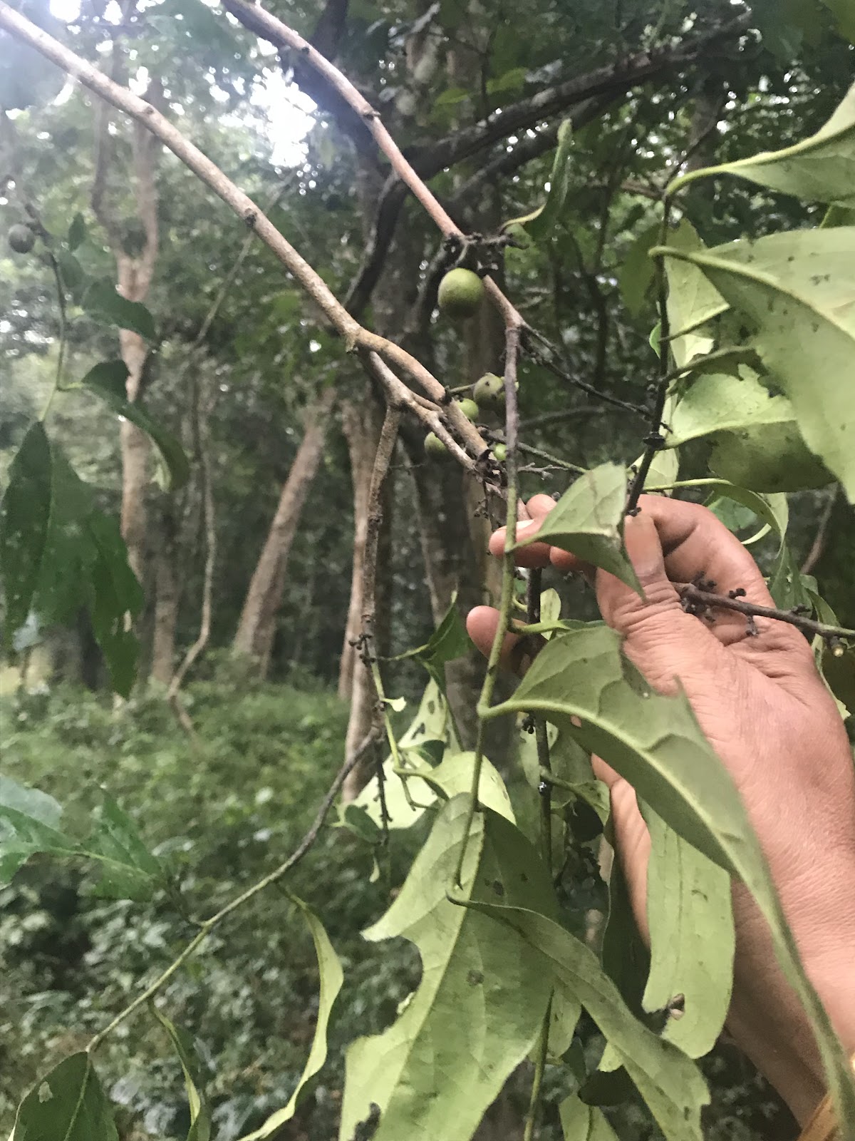 Coffee Plantations of Chintapalli