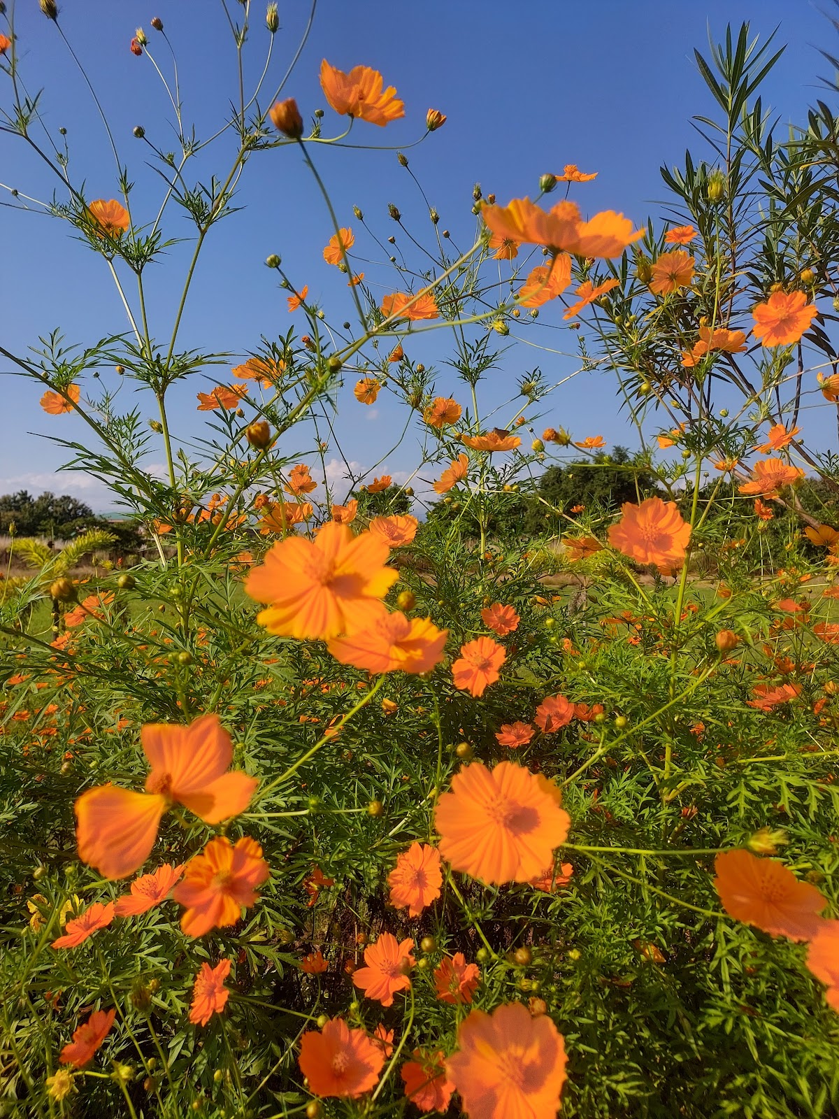 Bodofa Nwgwr Memorial Park