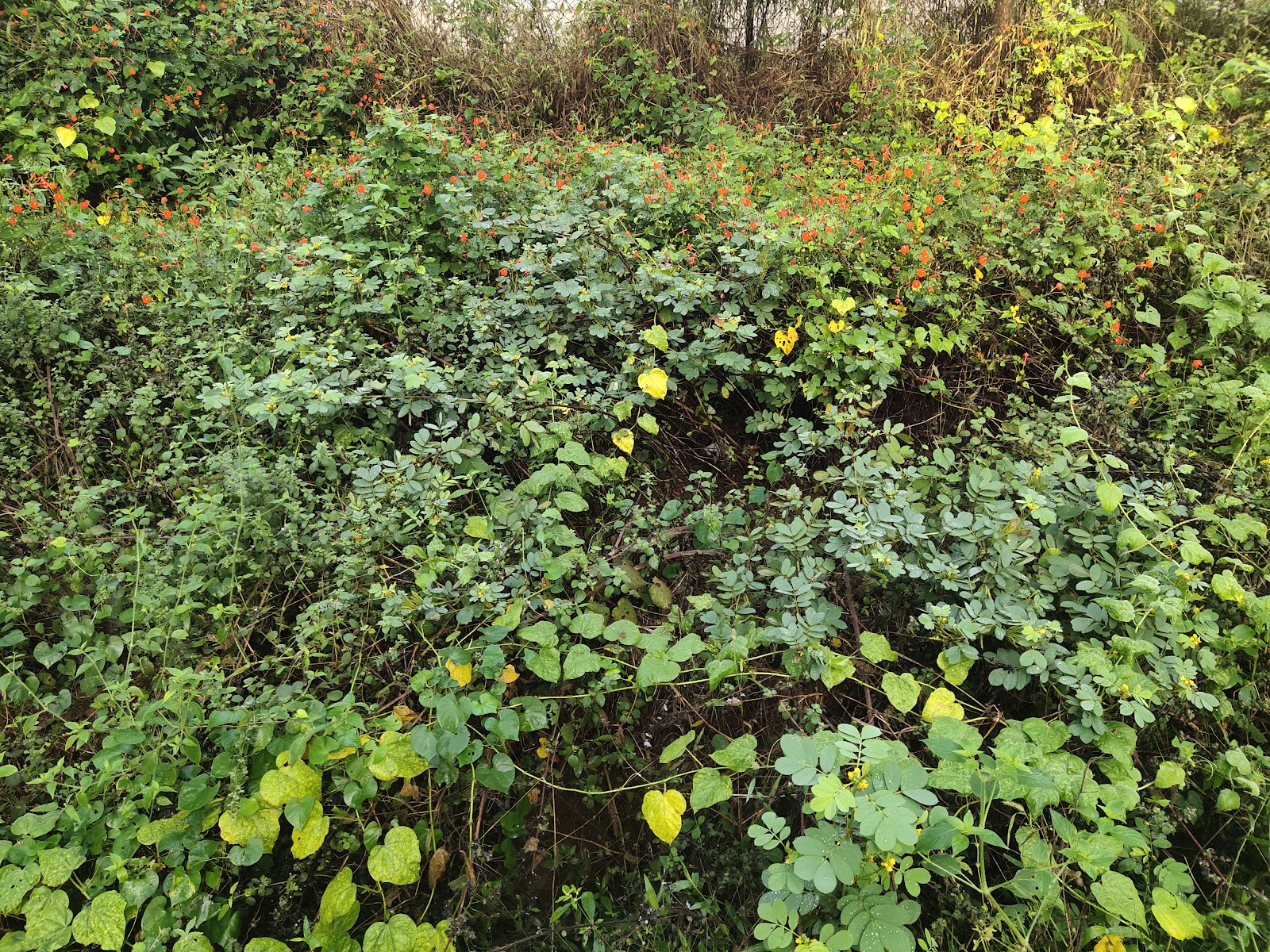 Sri Venkateswara National Park