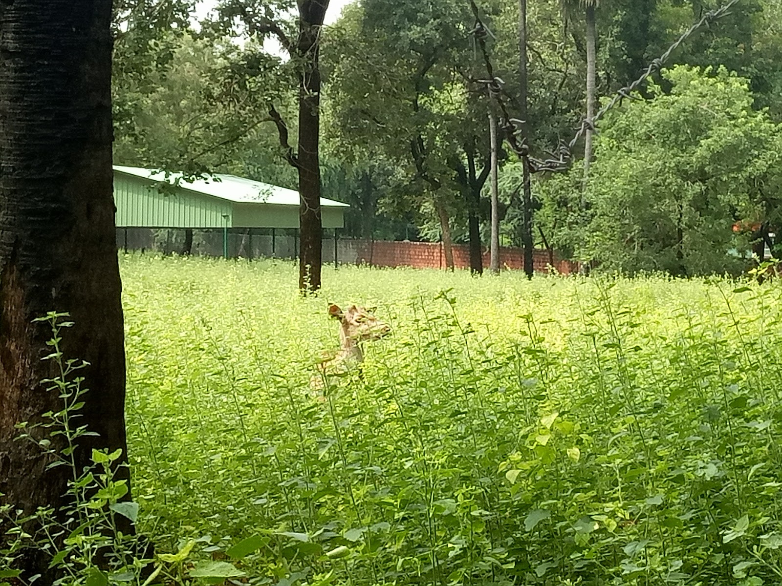 Sri Venkateswara National Park