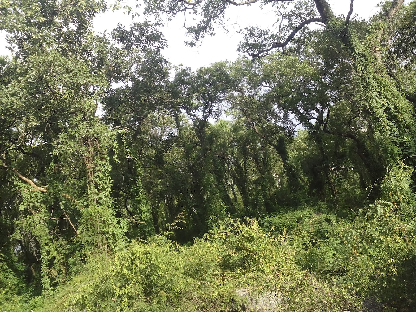 Sri Venkateswara National Park