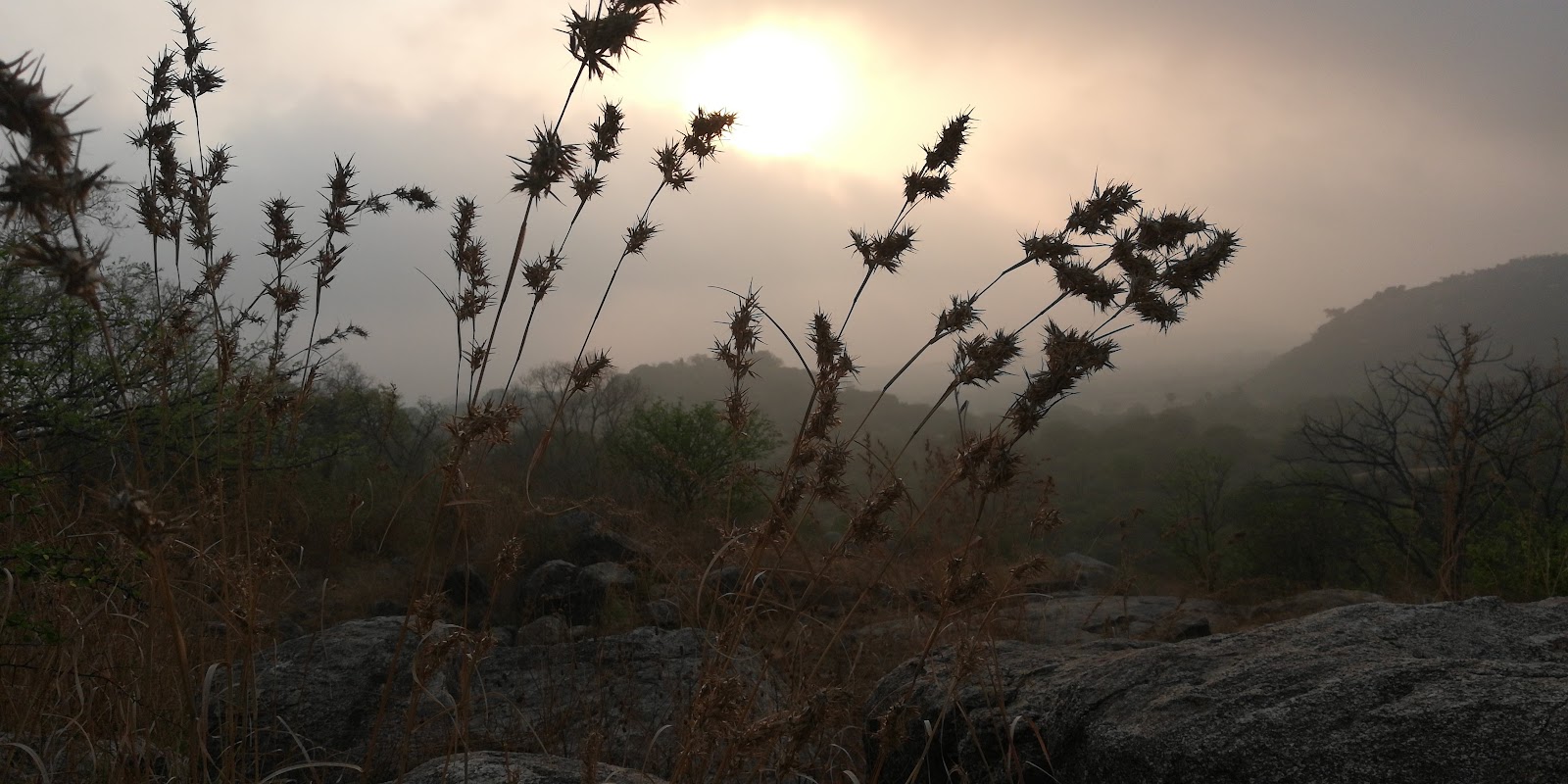 Sri Venkateswara National Park