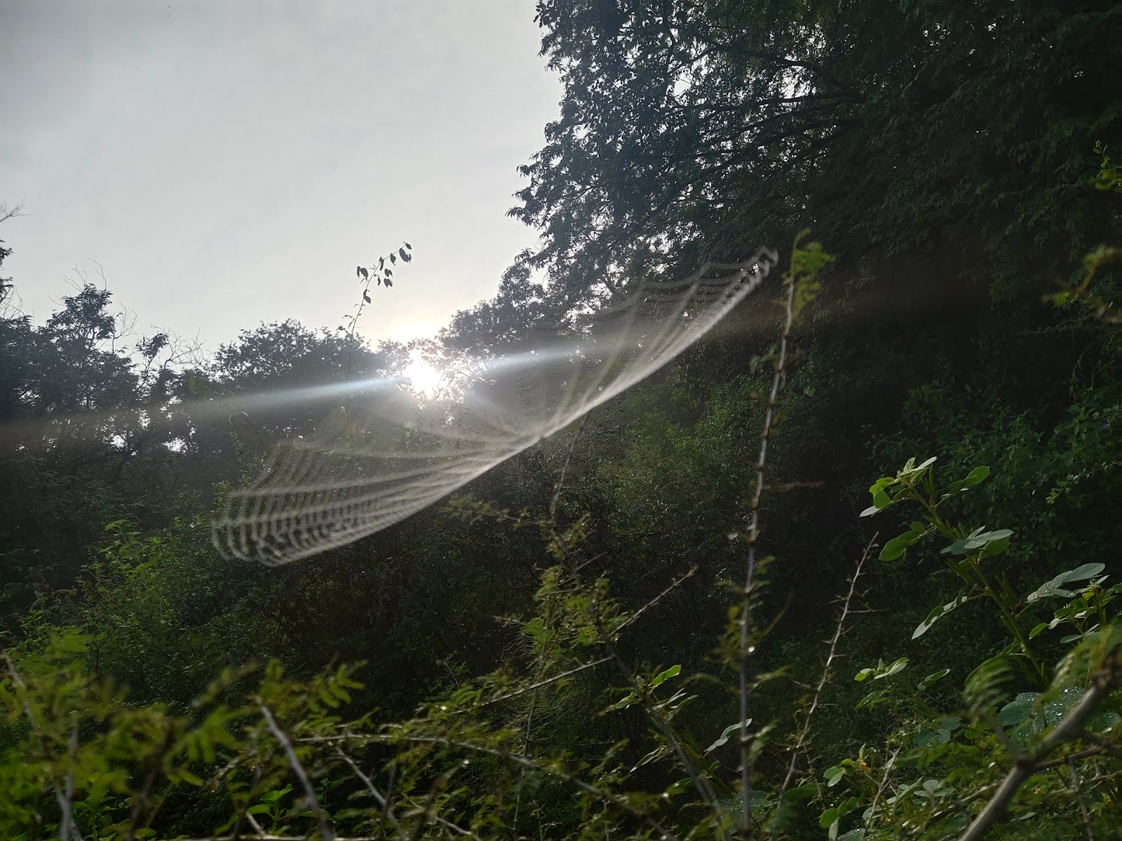 Sri Venkateswara National Park