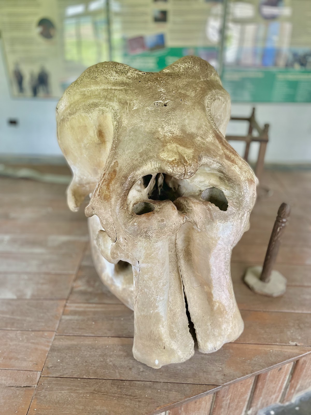 Chitwan Elephant Festival