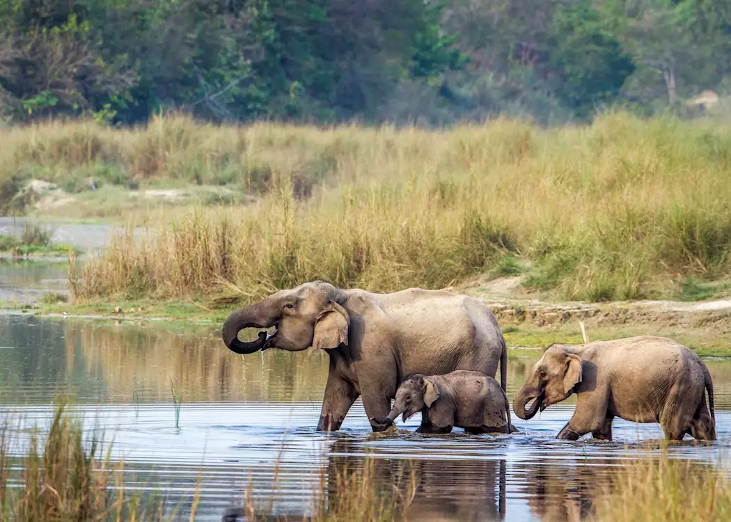 Chitwan National Park