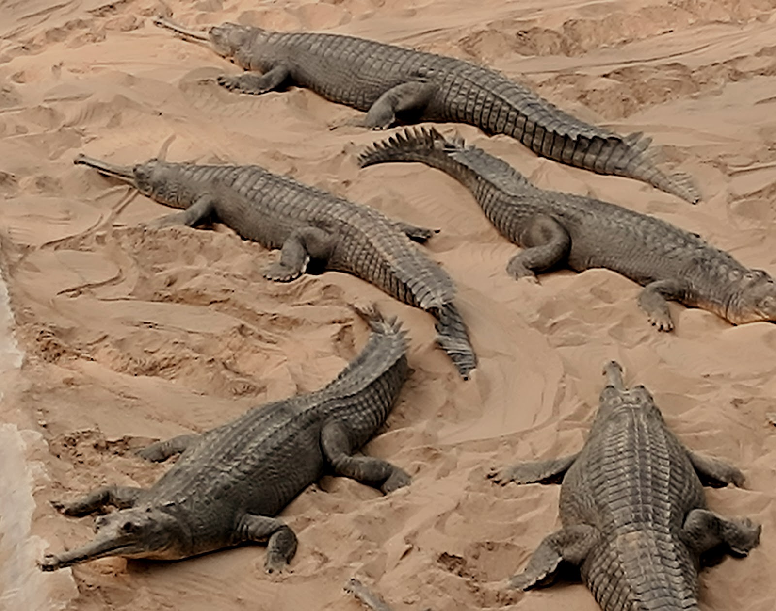 Chitwan National Park