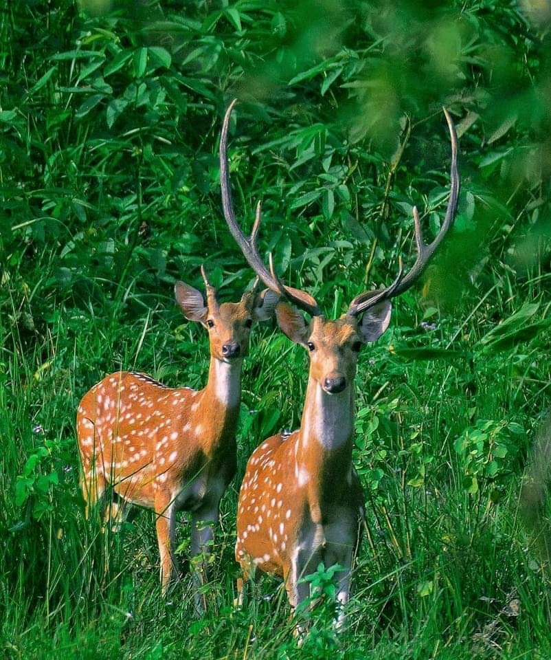 Chitwan National Park