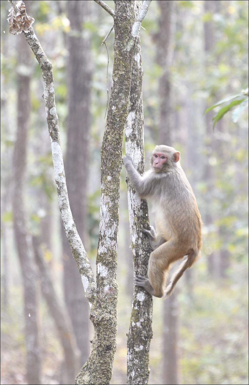 Chitwan National Park