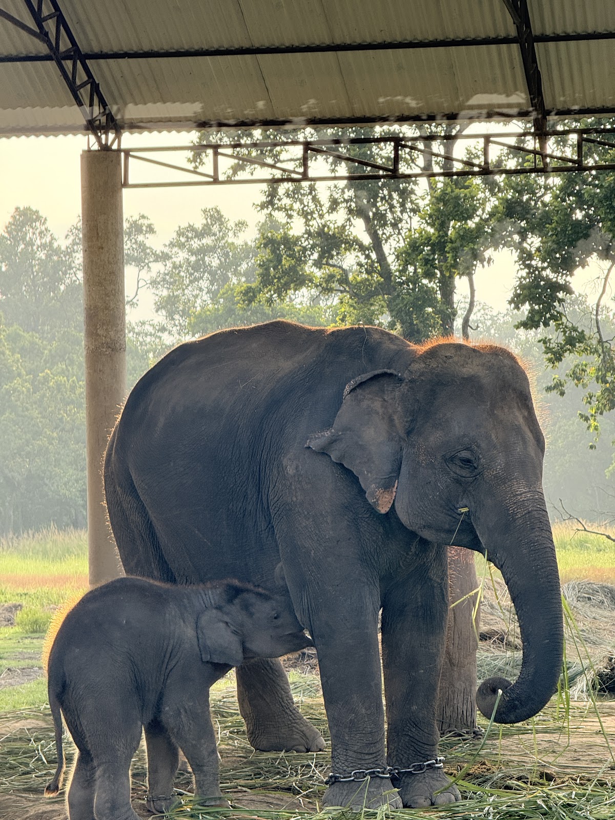 Elephant Breeding Center