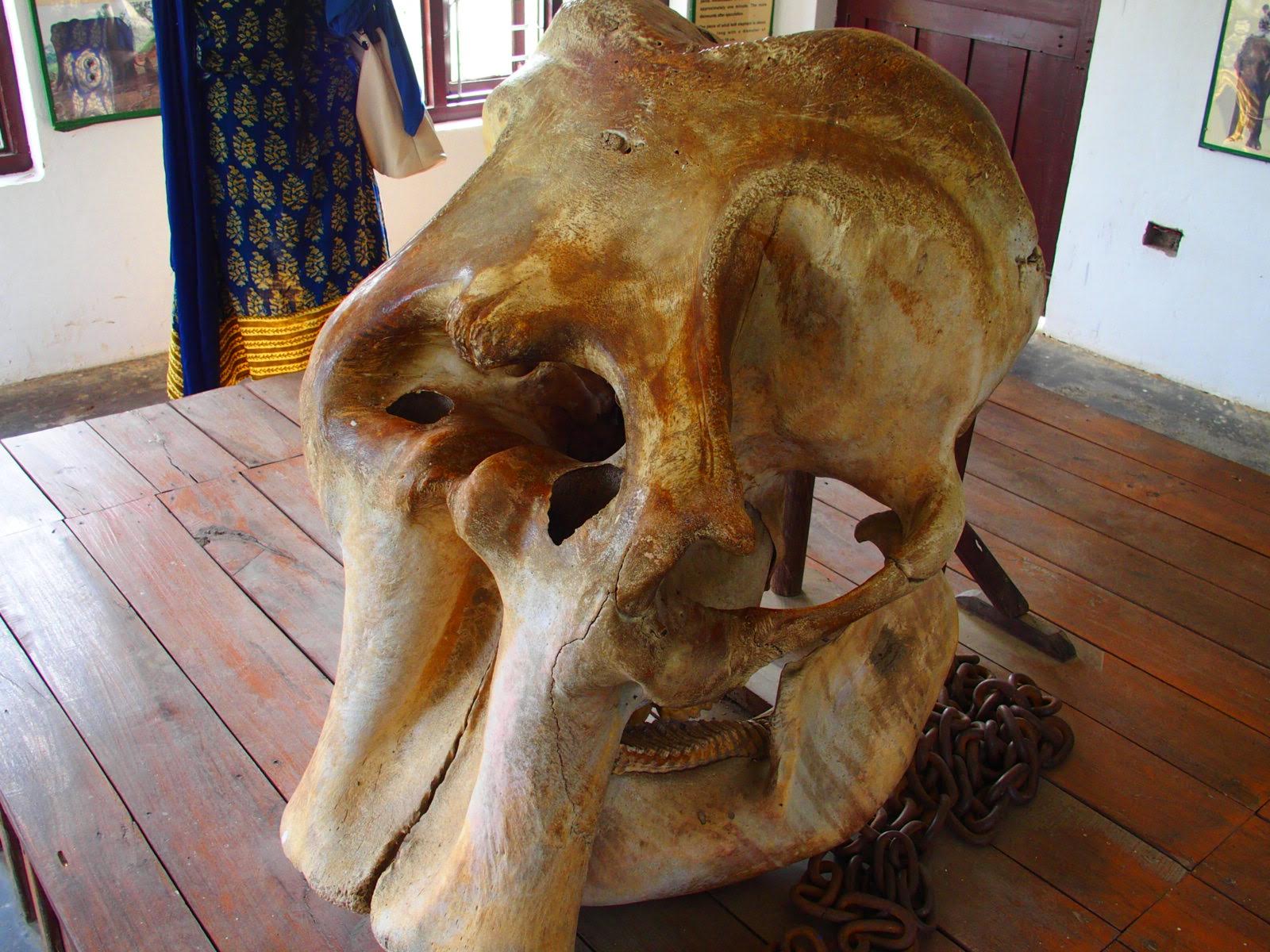 Elephant Breeding Center