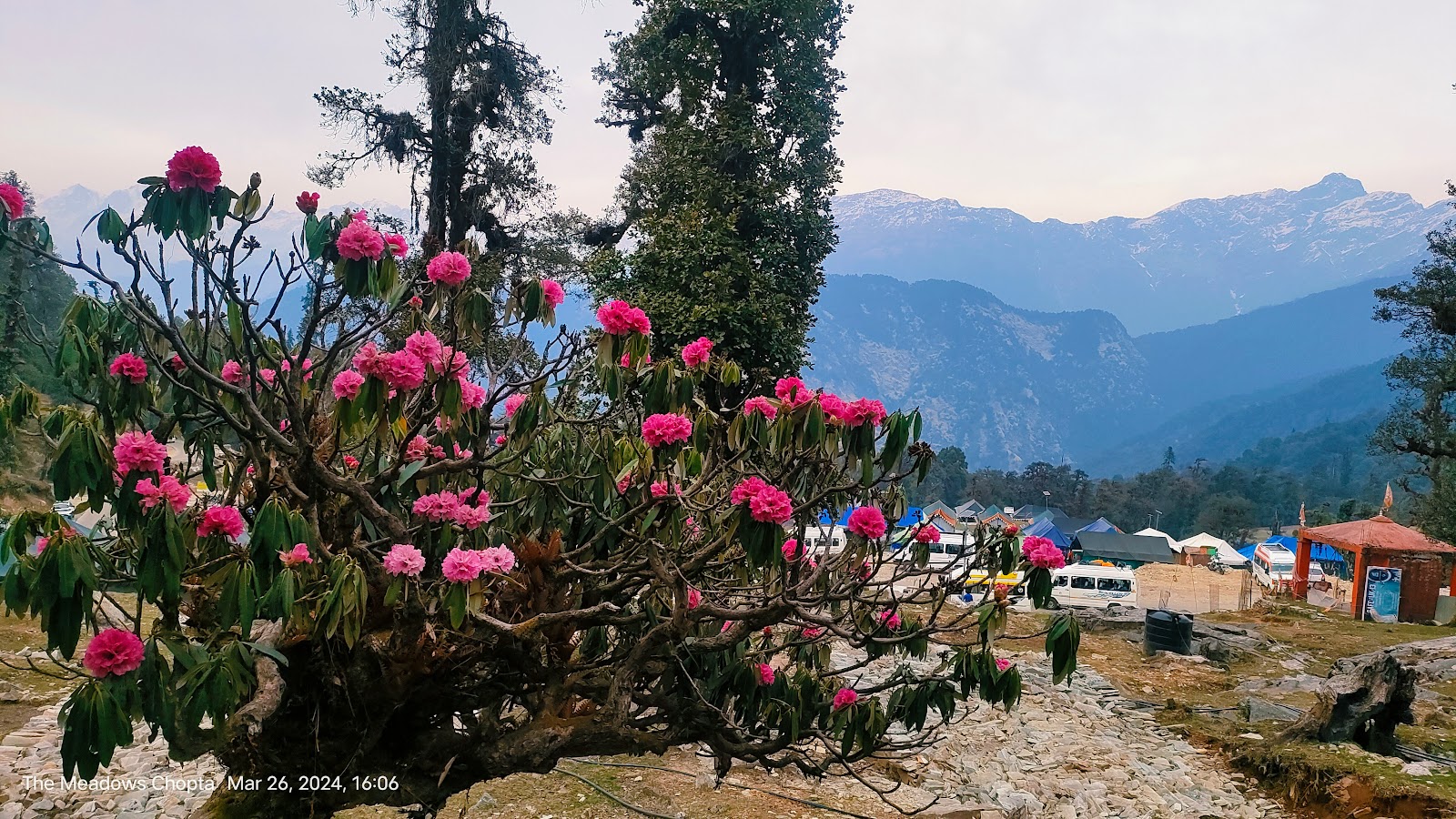 Chopta Meadows