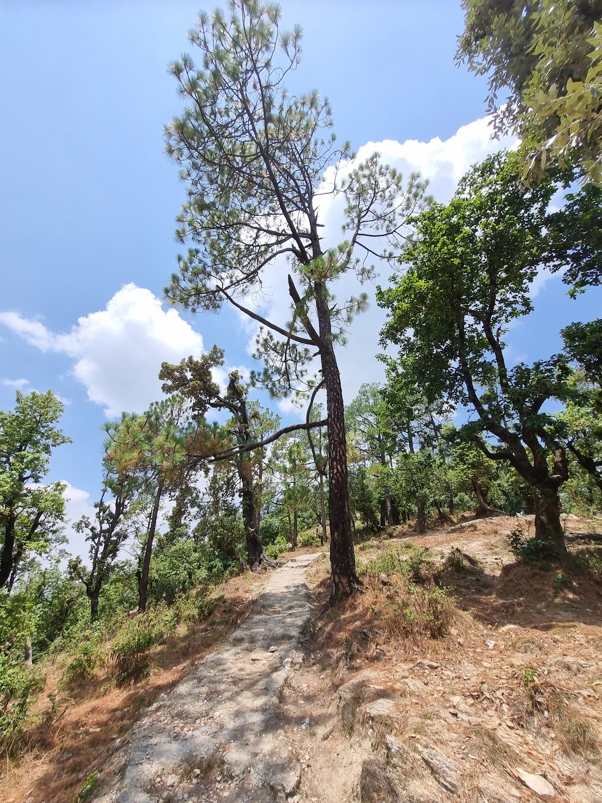 Kanchula Korak Musk Deer Sanctuary