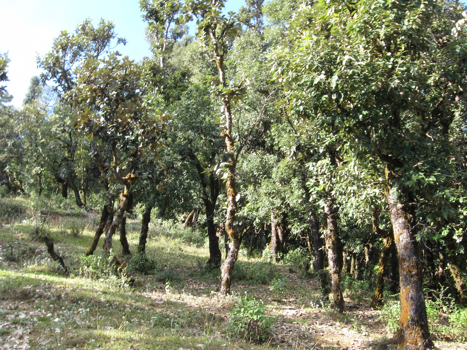 Kanchula Korak Musk Deer Sanctuary