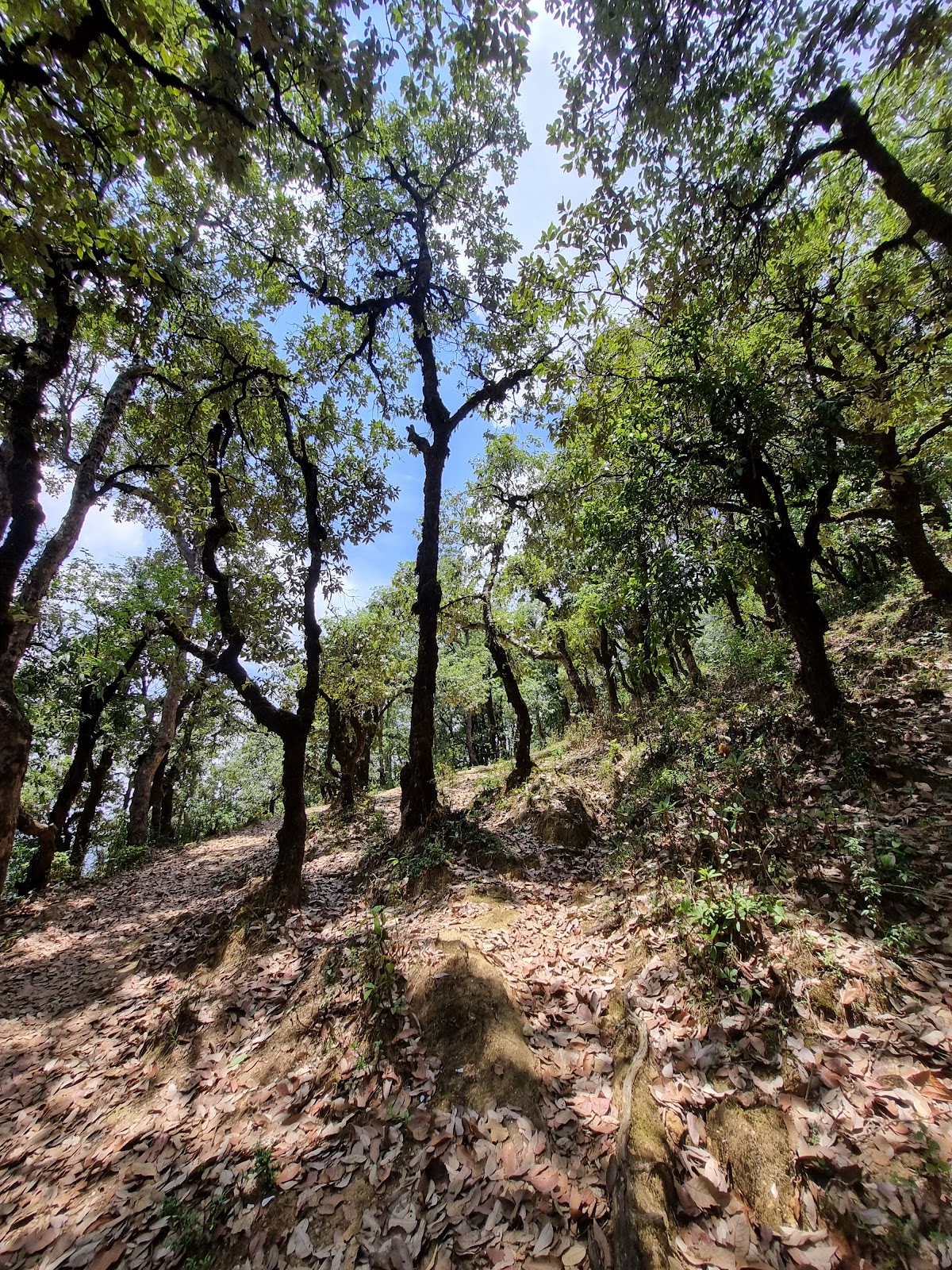 Kanchula Korak Musk Deer Sanctuary