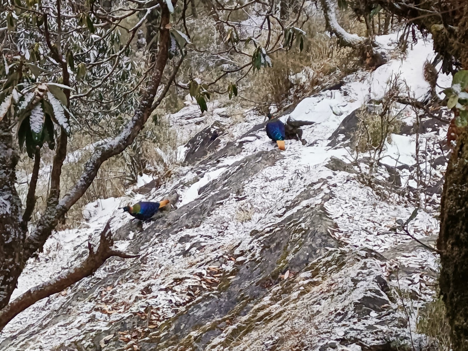 Chopta - Mini Switzerland of India