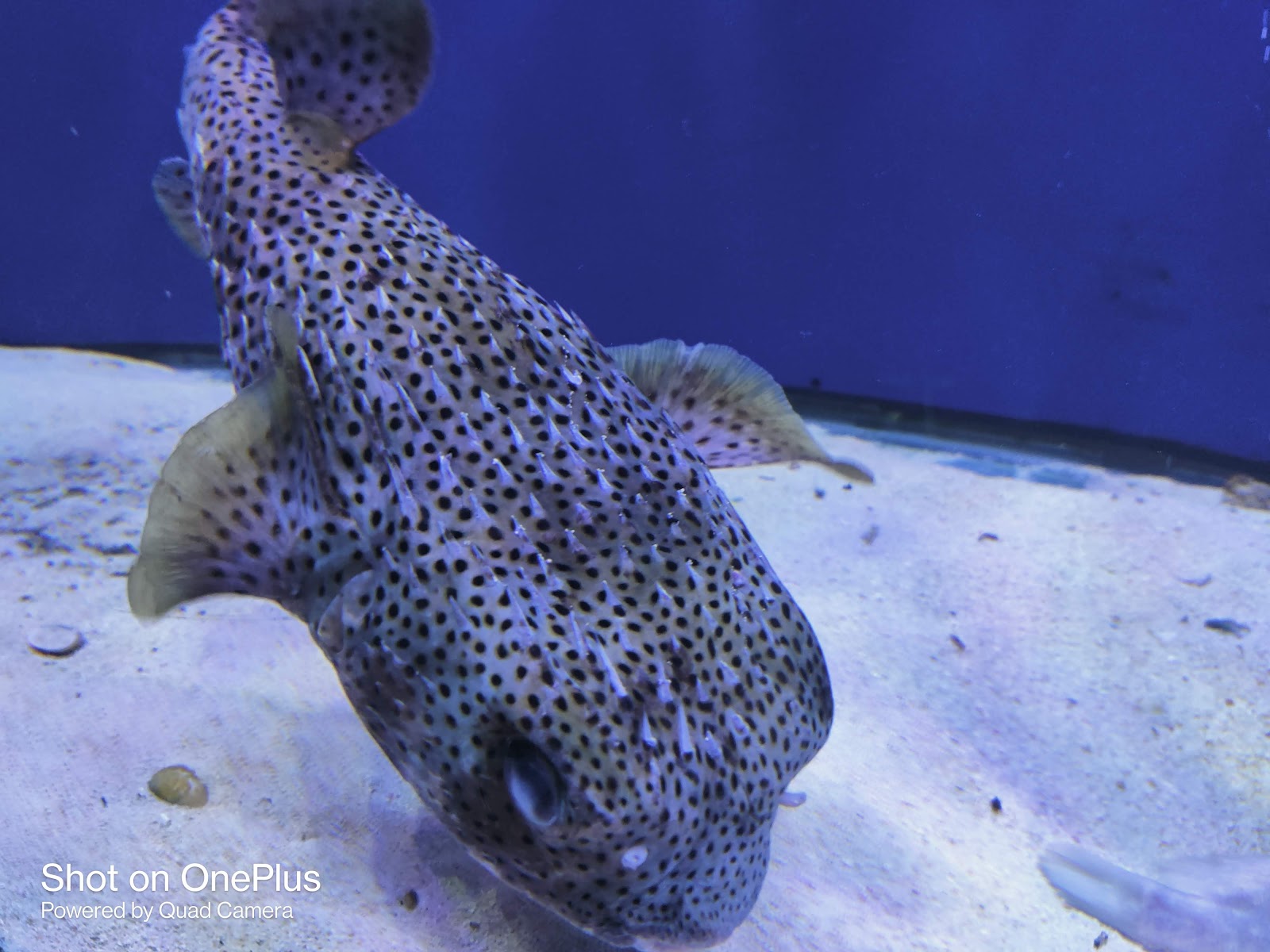 Abyss Marine Fish Aquarium