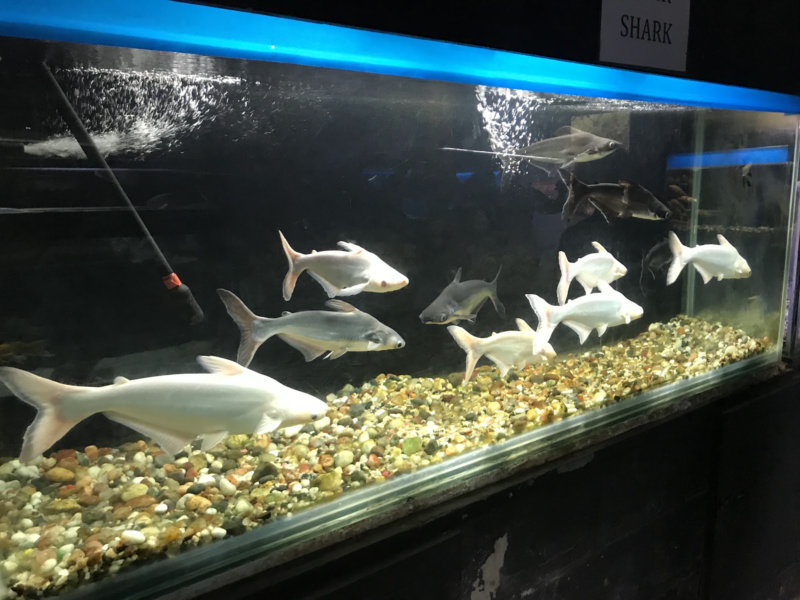 Abyss Marine Fish Aquarium