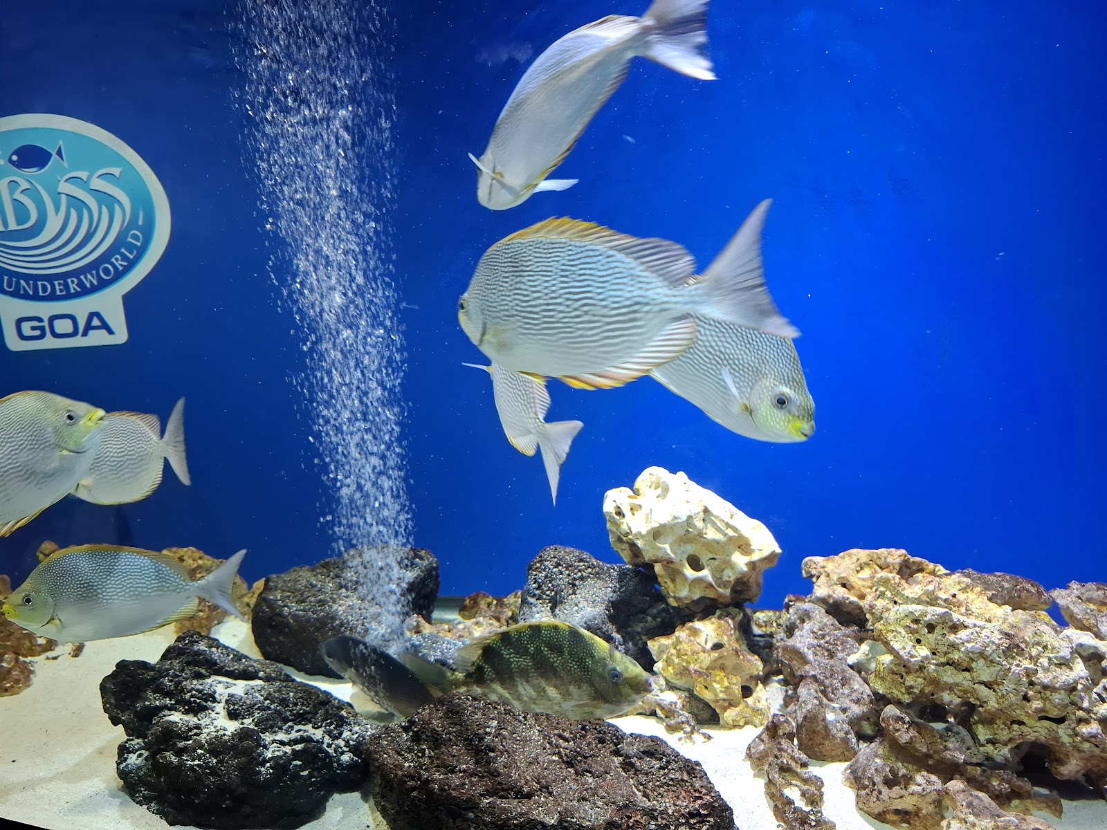 Abyss Marine Fish Aquarium