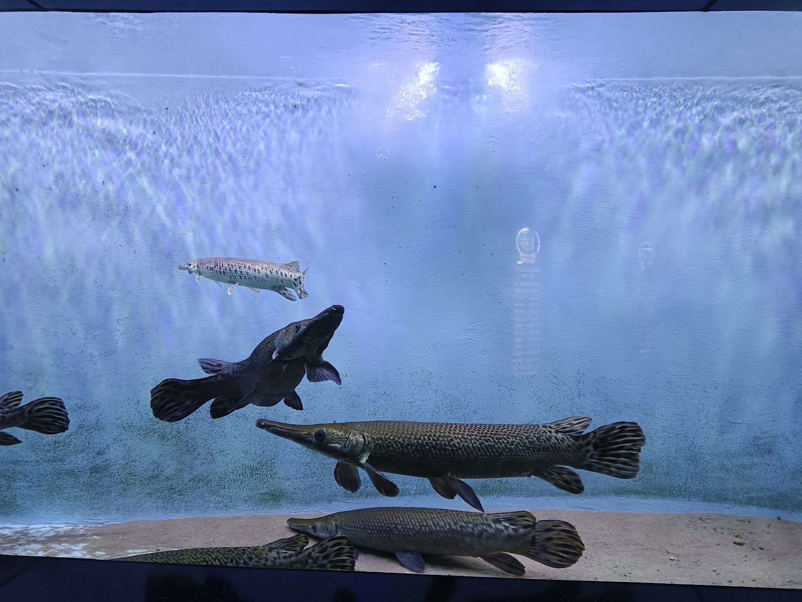 Abyss Marine Fish Aquarium