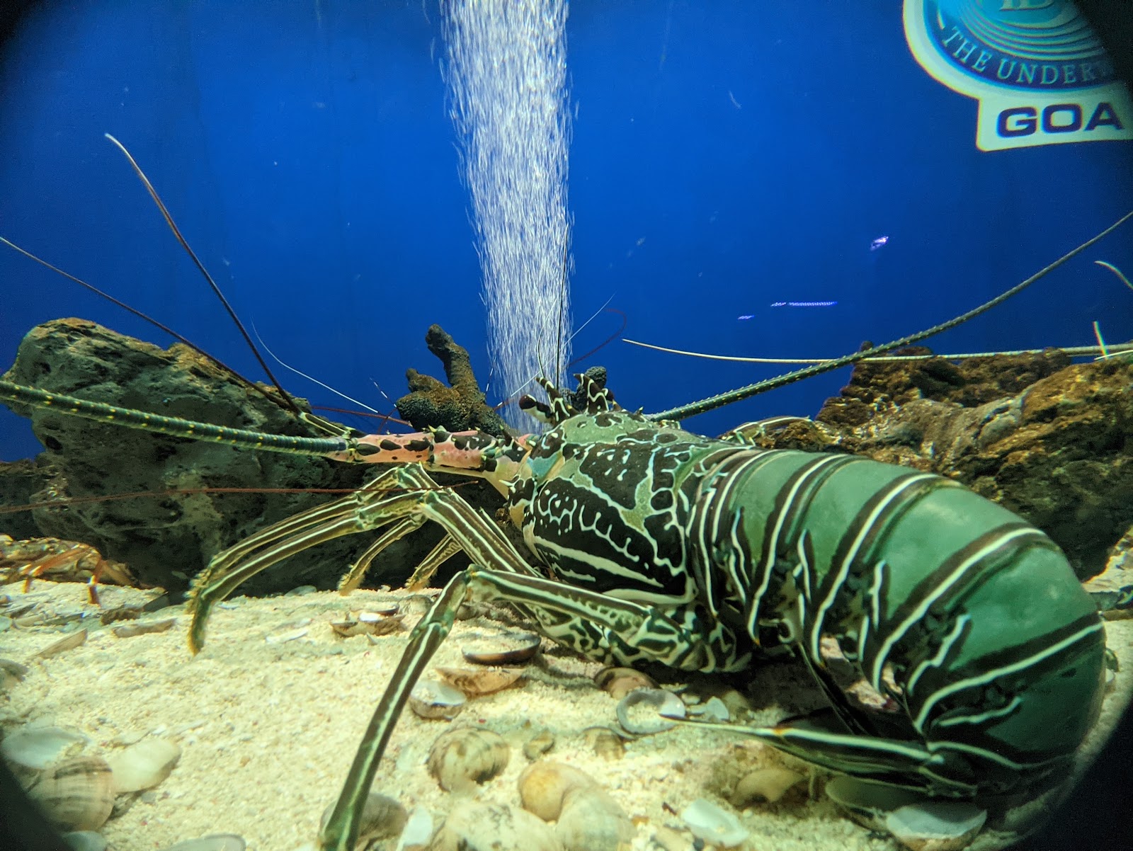 Abyss Marine Fish Aquarium