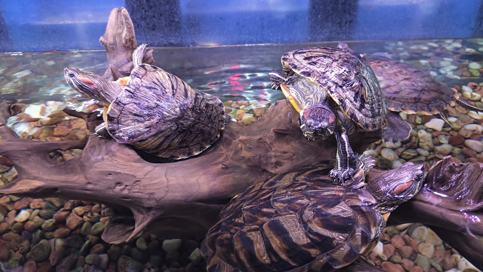 Abyss Marine Fish Aquarium