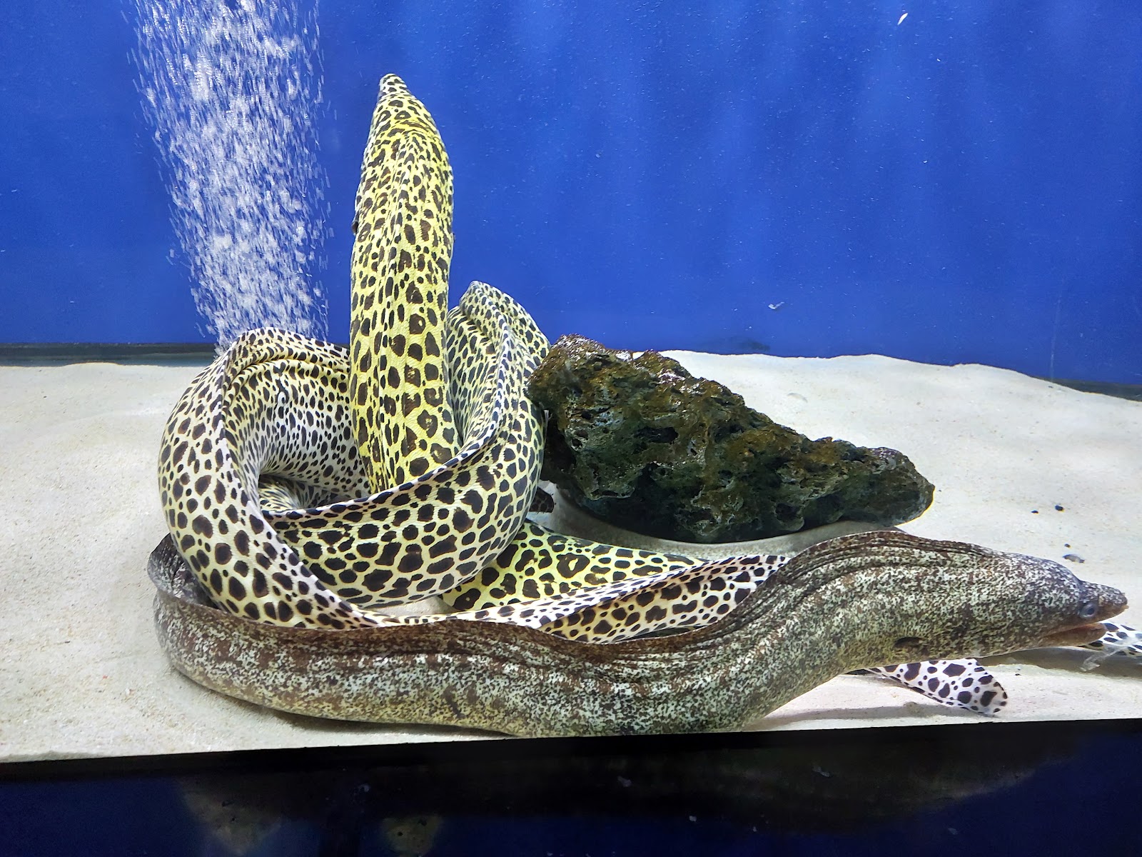 Abyss Marine Fish Aquarium