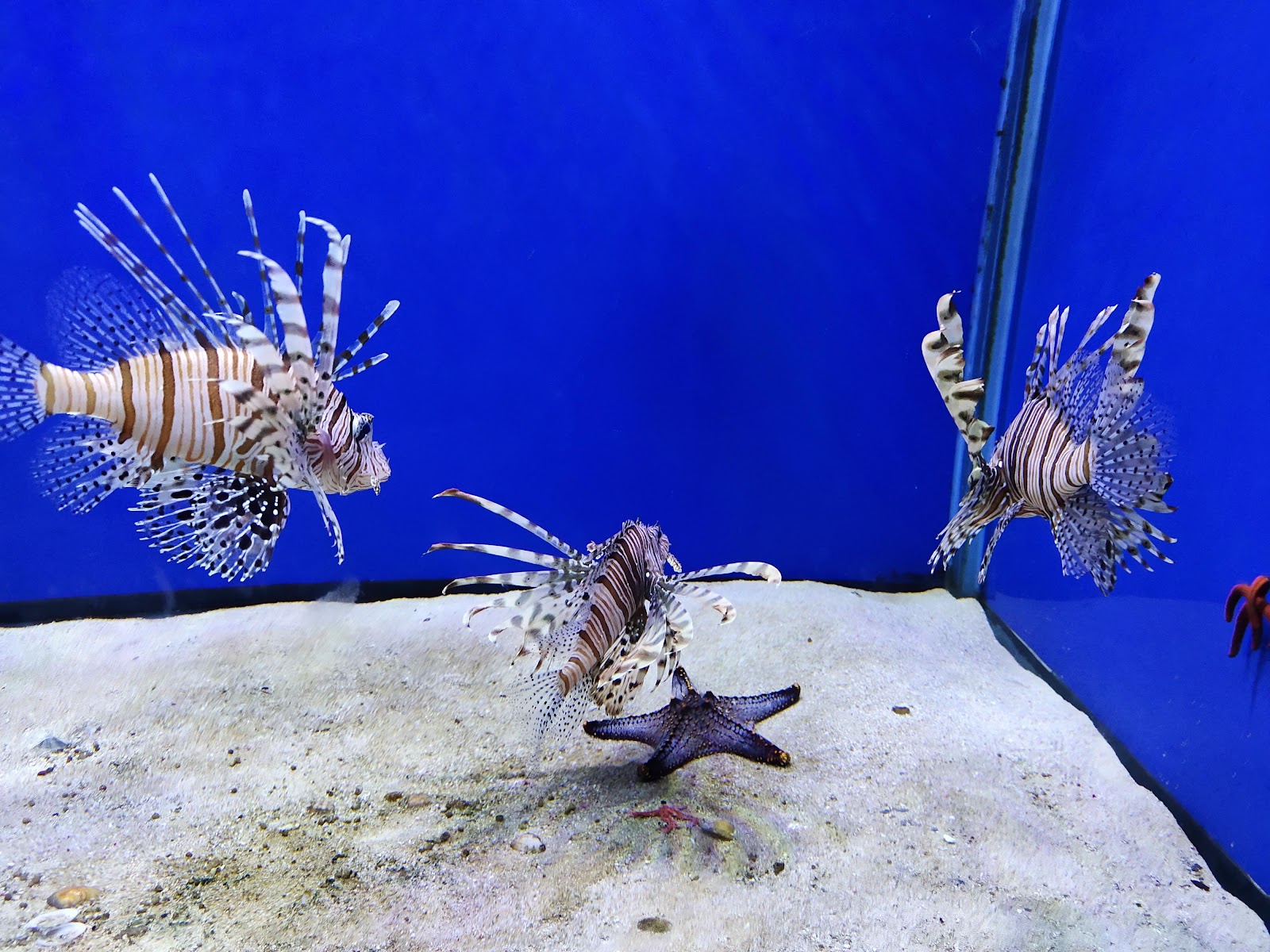 Abyss Marine Fish Aquarium