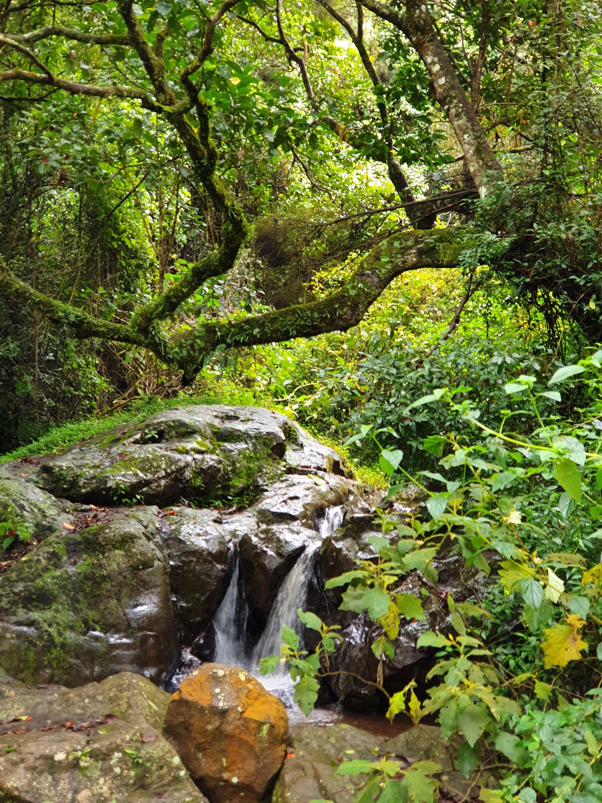 Coonoor Heritage Walk