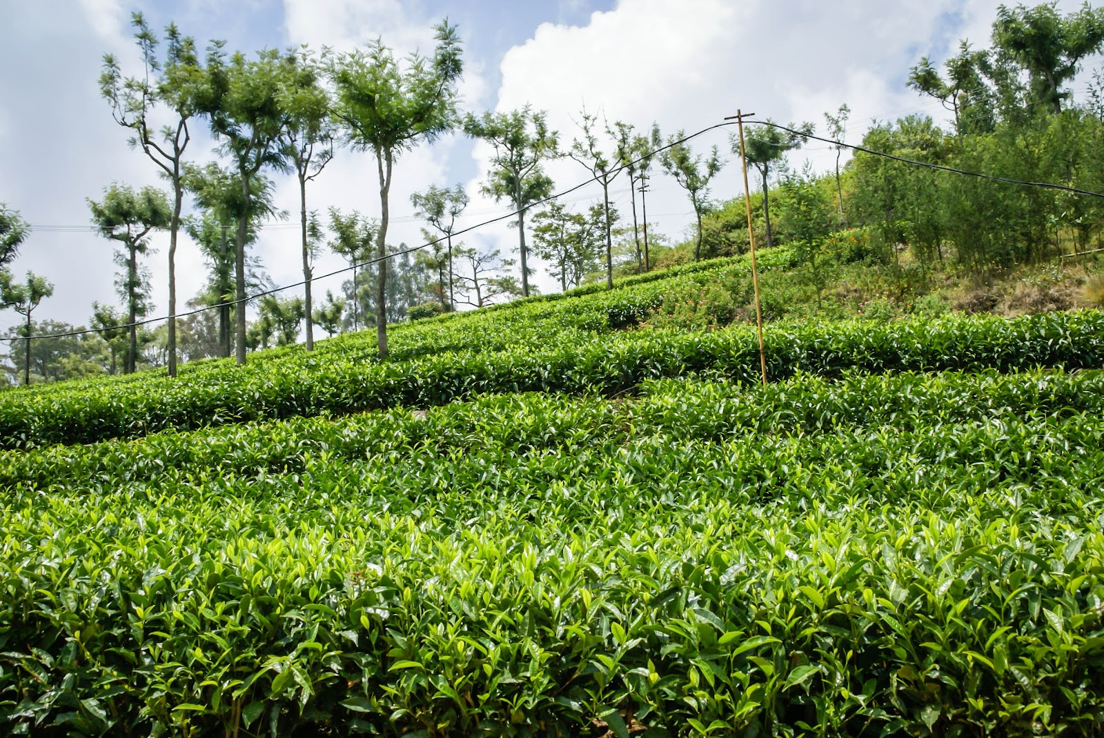 Tea Estate Tours