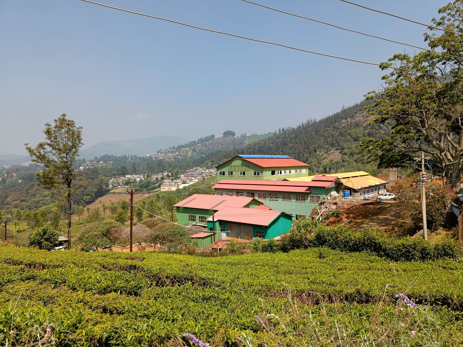 Tea Estate Tours
