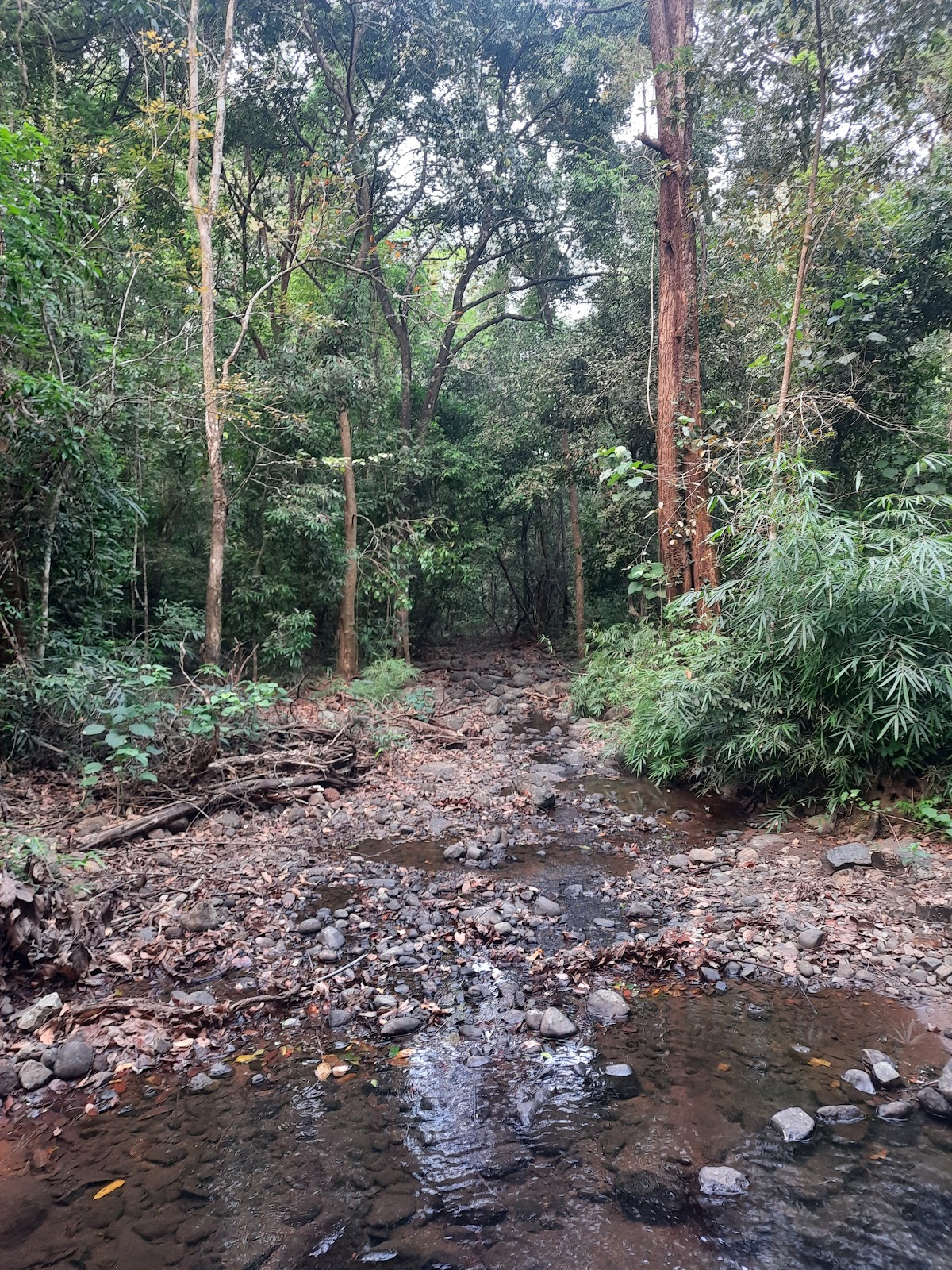 Brahmagiri Wildlife Sanctuary