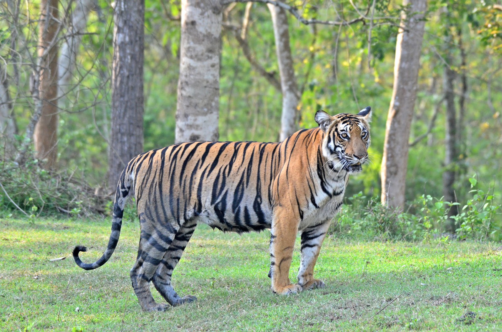 Nagarhole National Park