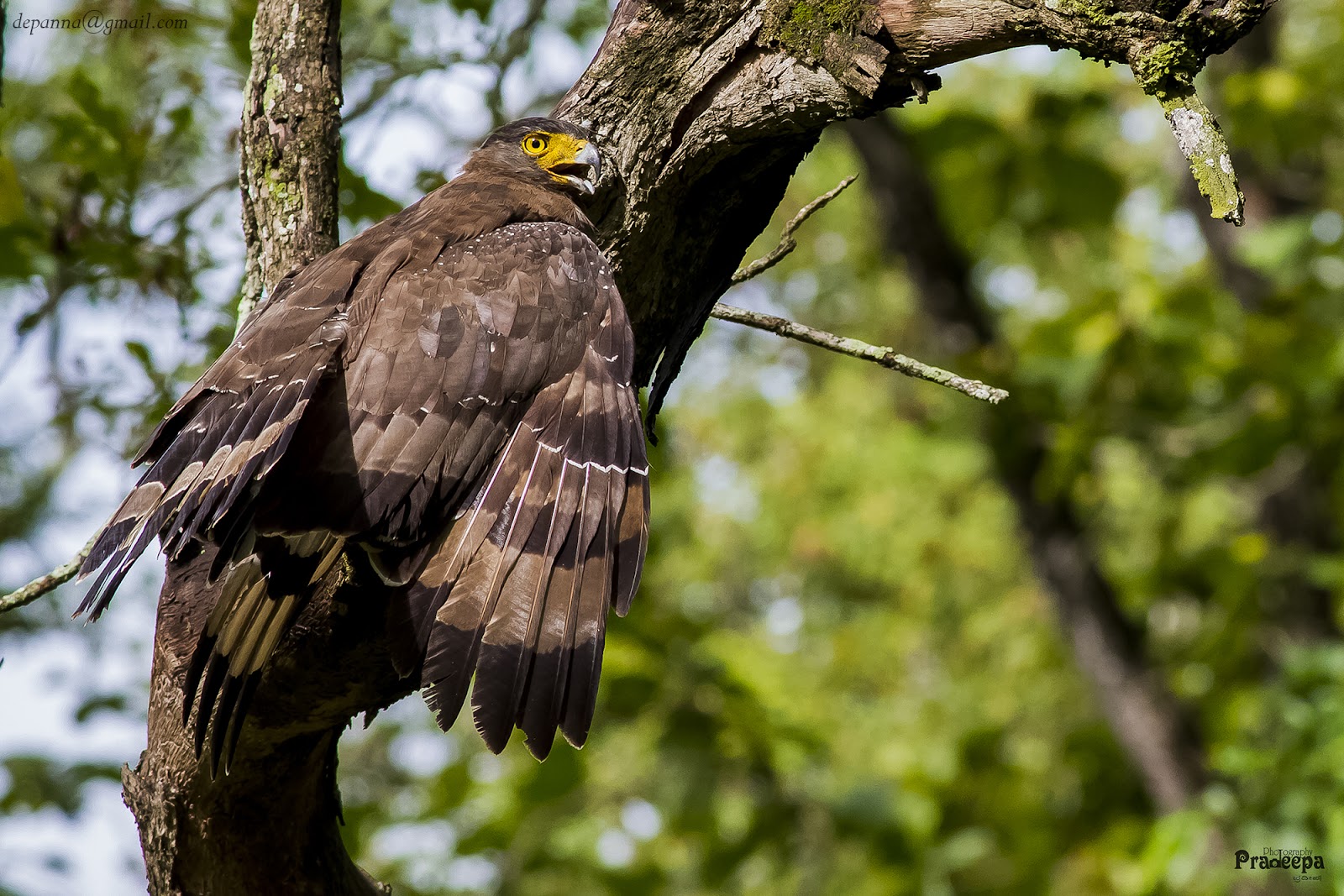 Nagarhole National Park