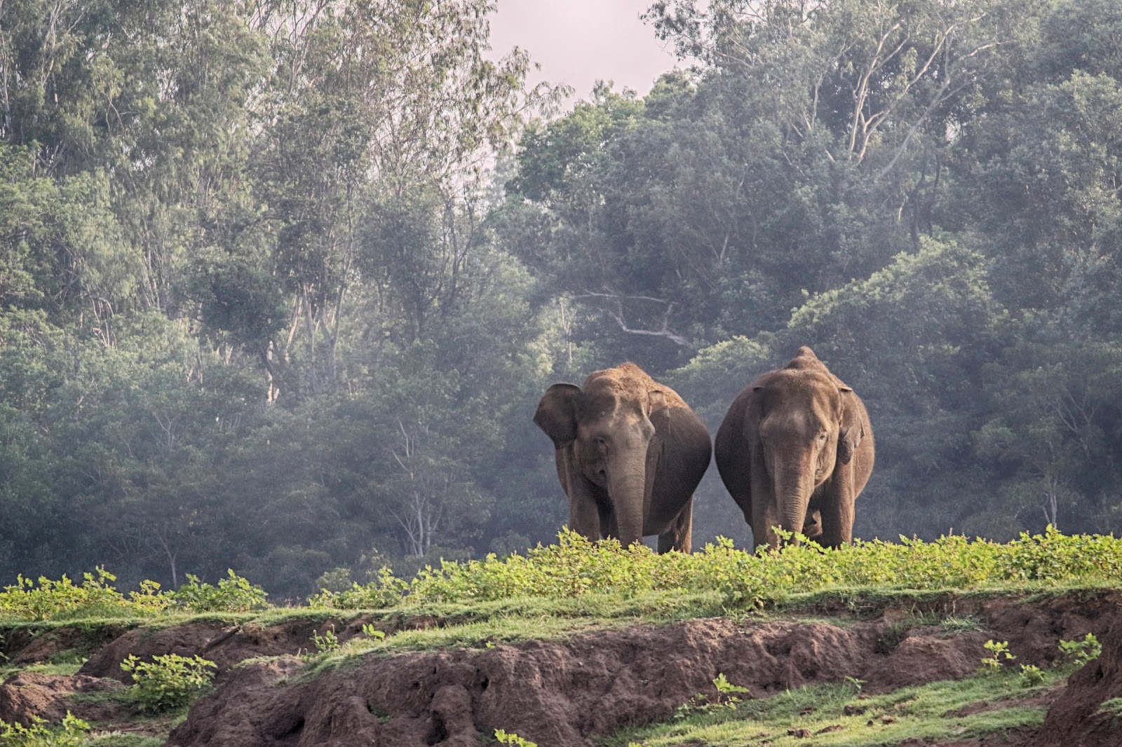 Nagarhole National Park