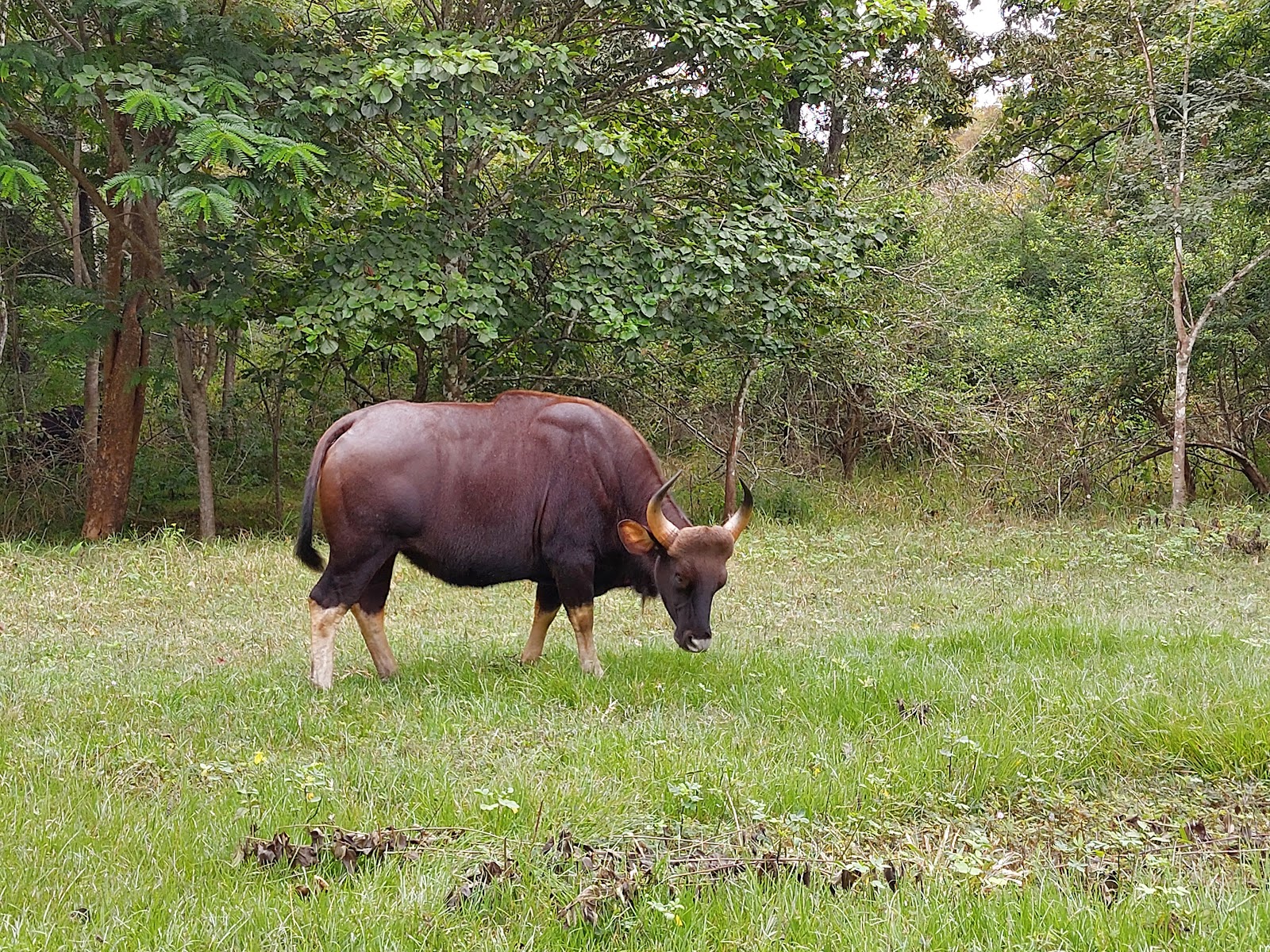 Nagarhole National Park