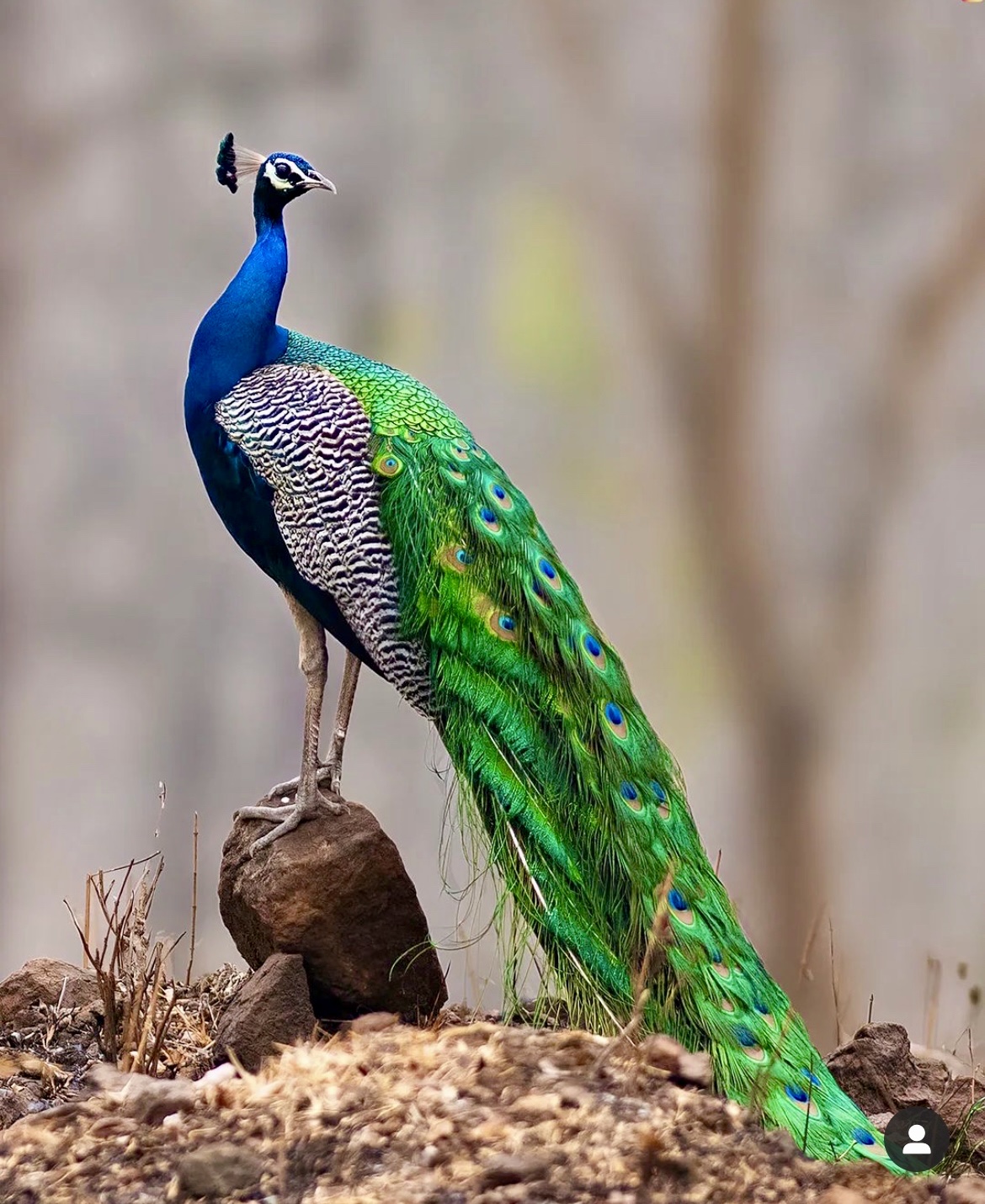 Nagarhole National Park