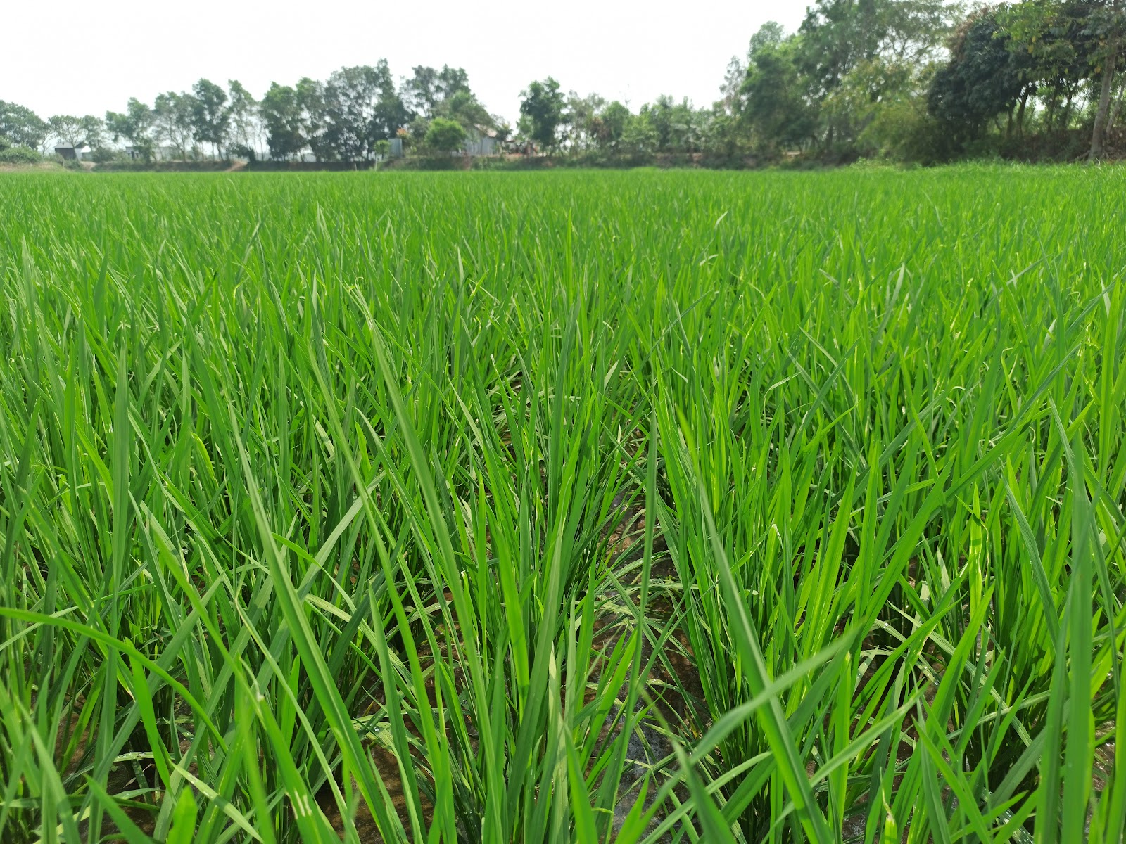 Kashipur
